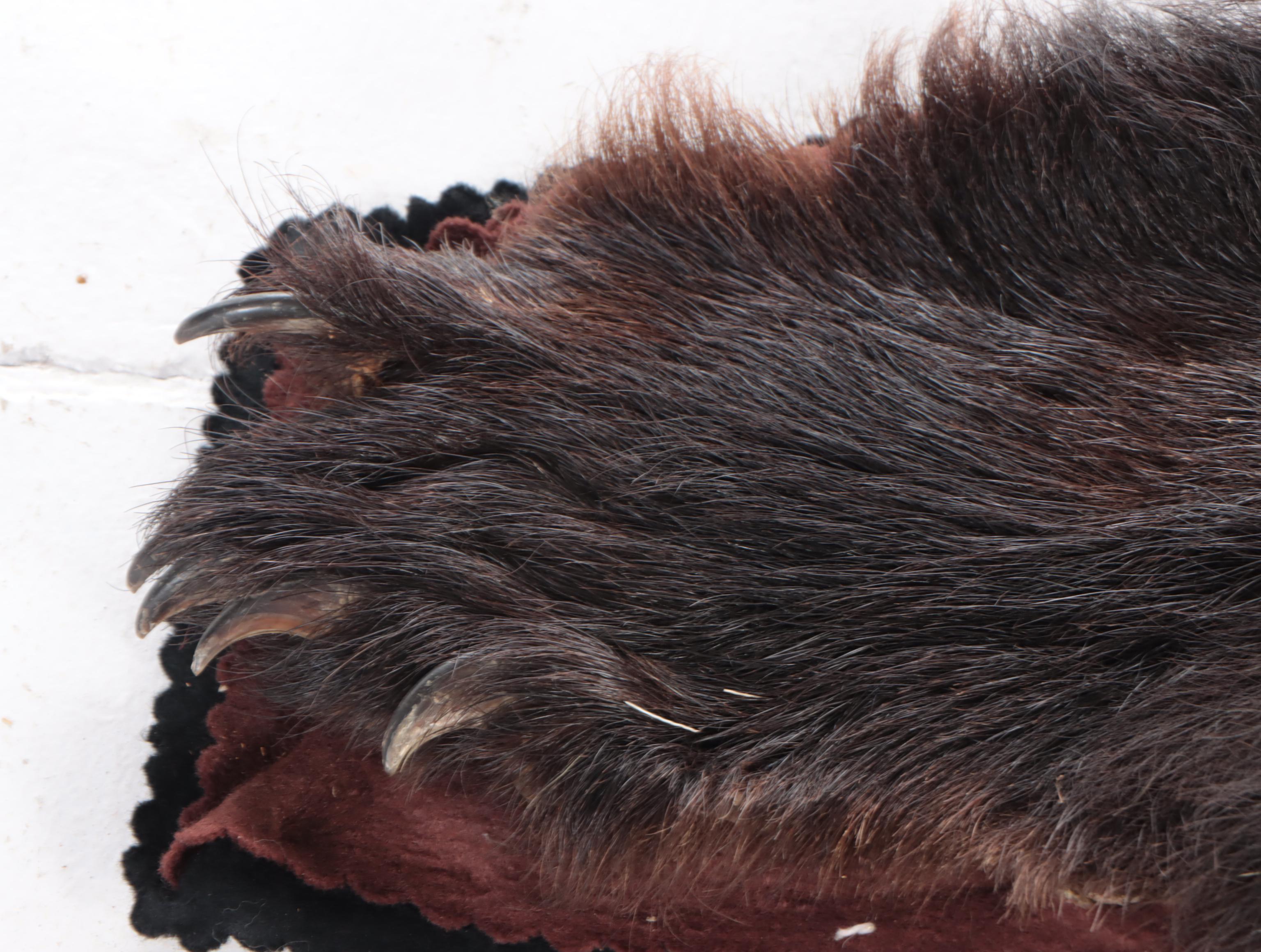 American Black Bear Full Pelt Rug