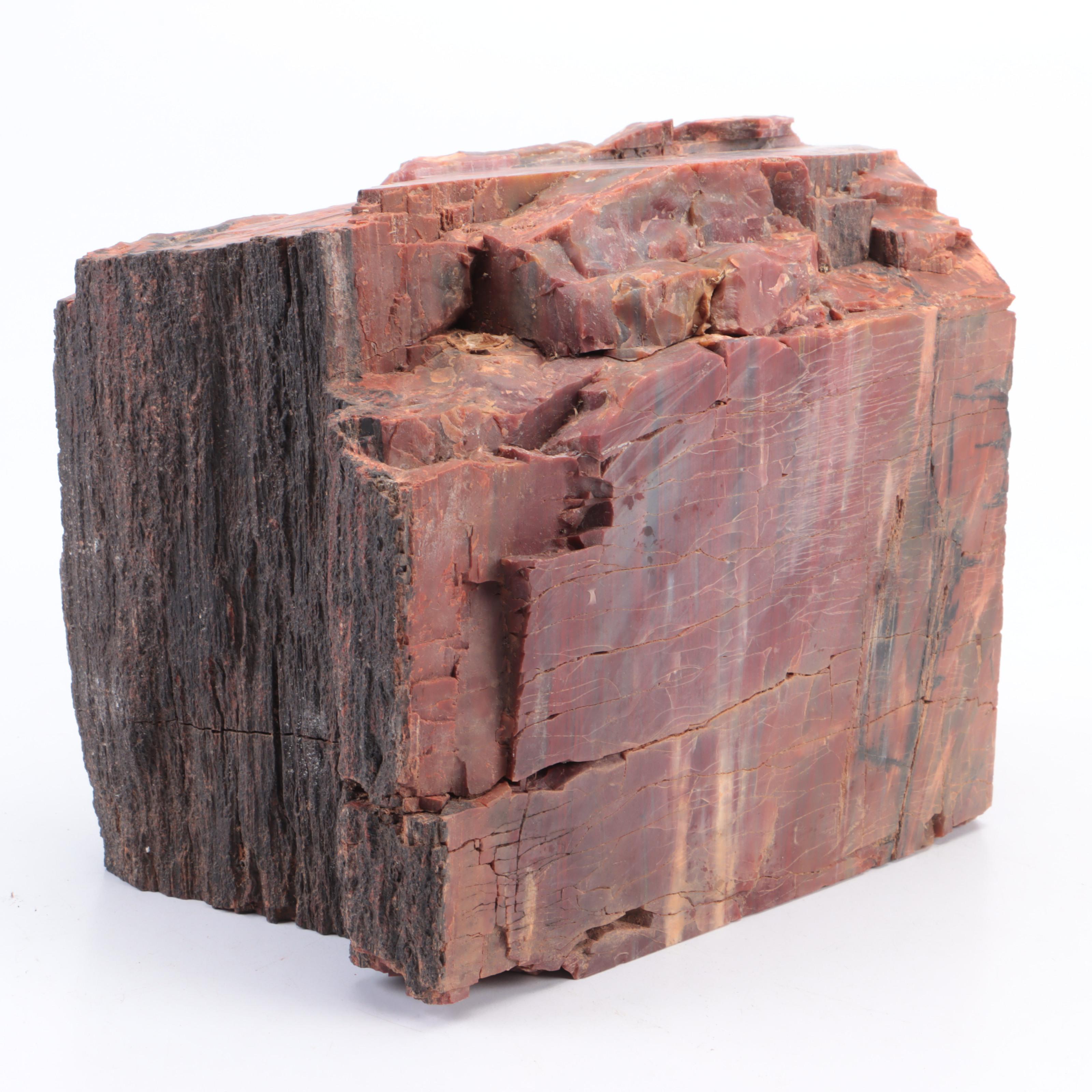 Cut and Polished Agatized Petrified Wood Specimens
