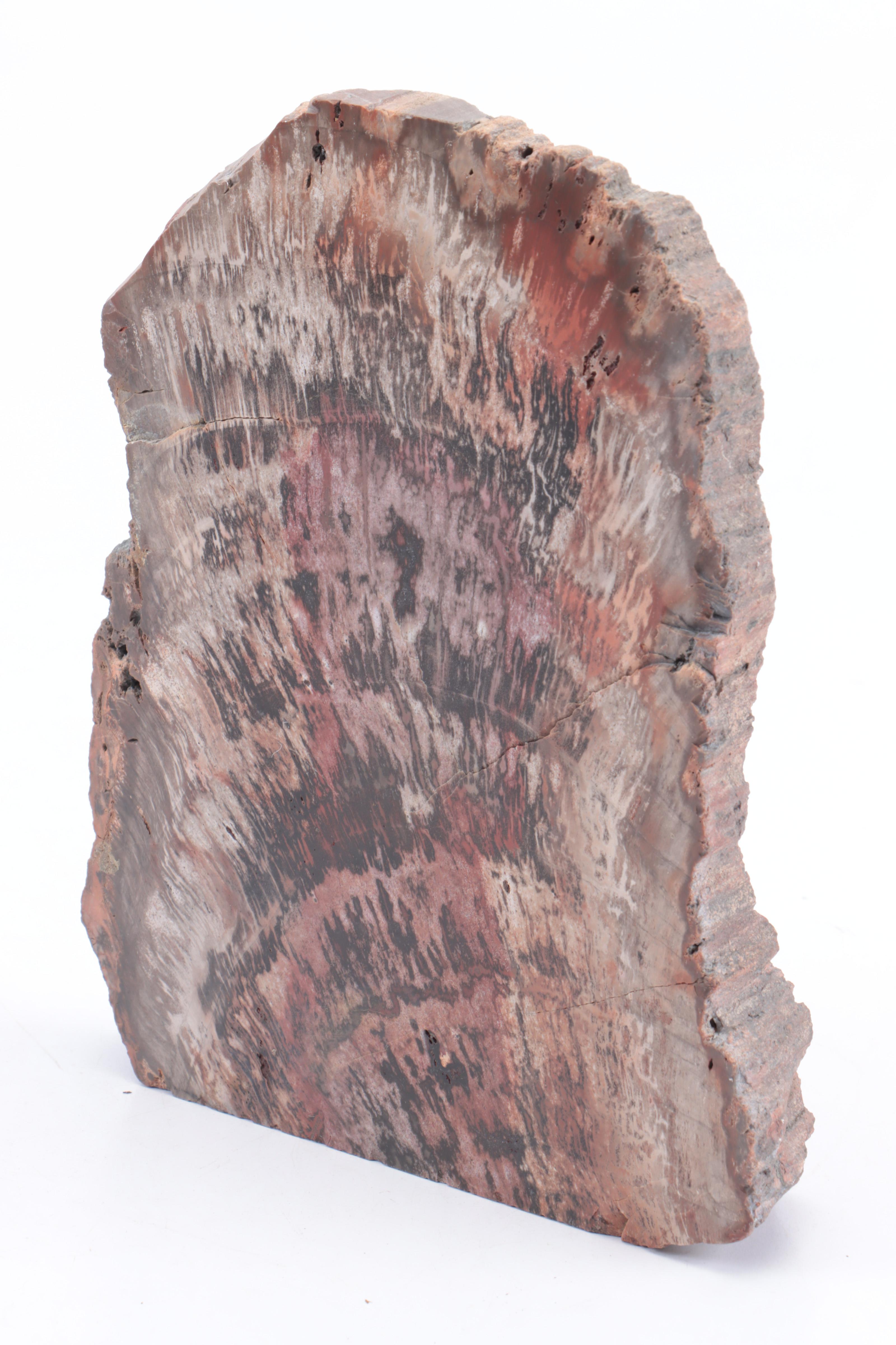 Cut and Polished Agatized Petrified Wood Specimens