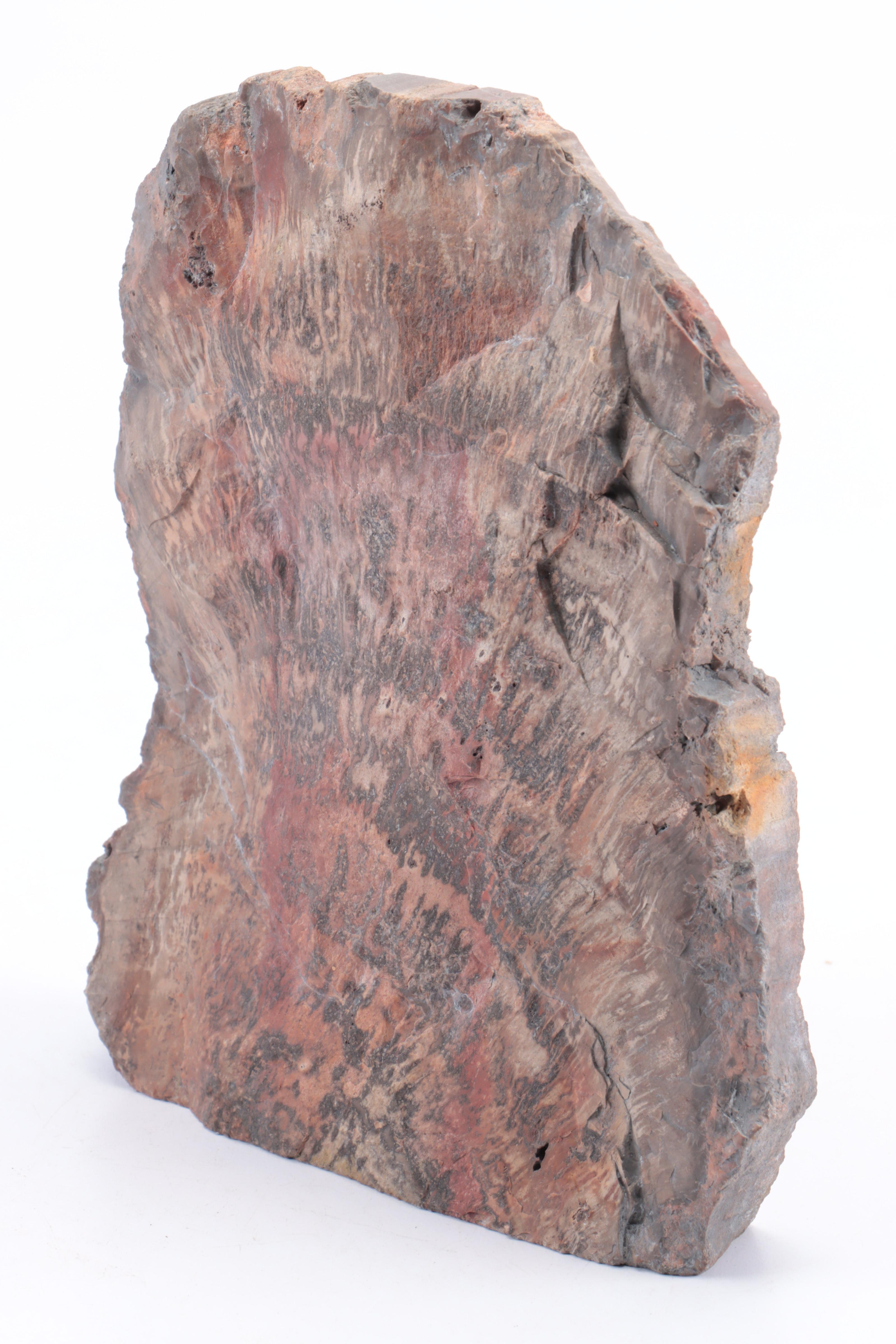 Cut and Polished Agatized Petrified Wood Specimens