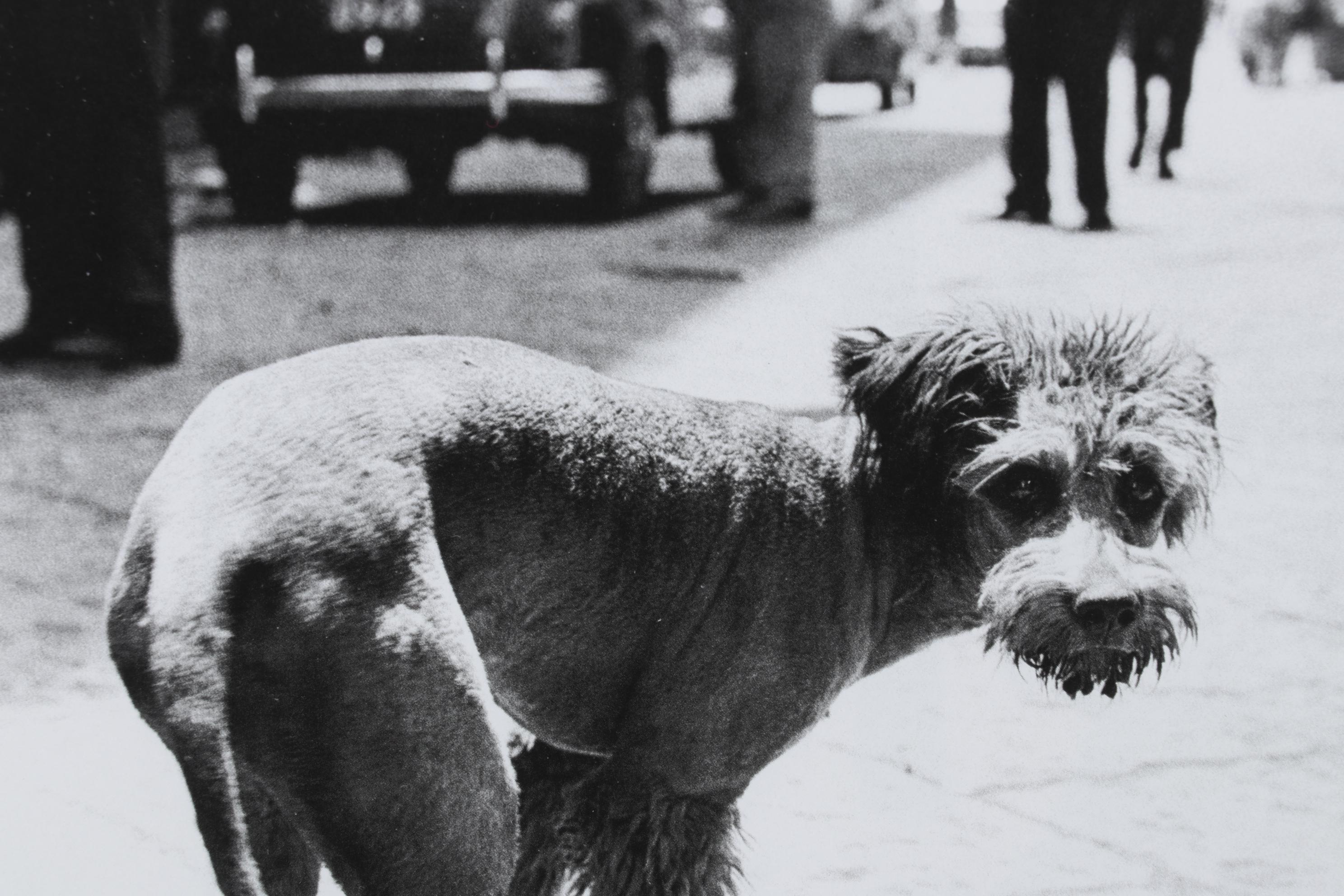 Elliott Erwitt Offset Lithograph "Rome" From "To the Dogs," 1964