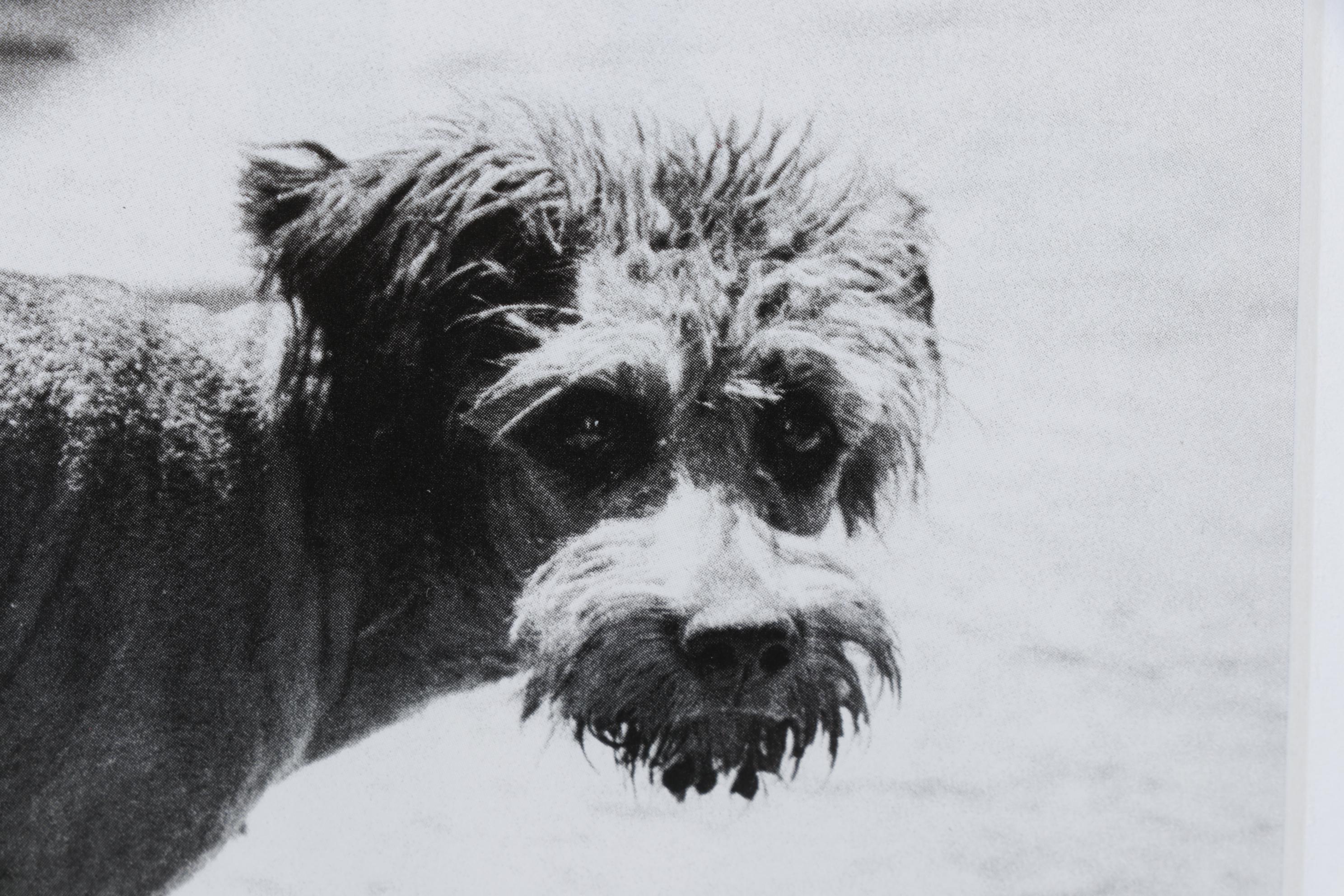 Elliott Erwitt Offset Lithograph "Rome" From "To the Dogs," 1964