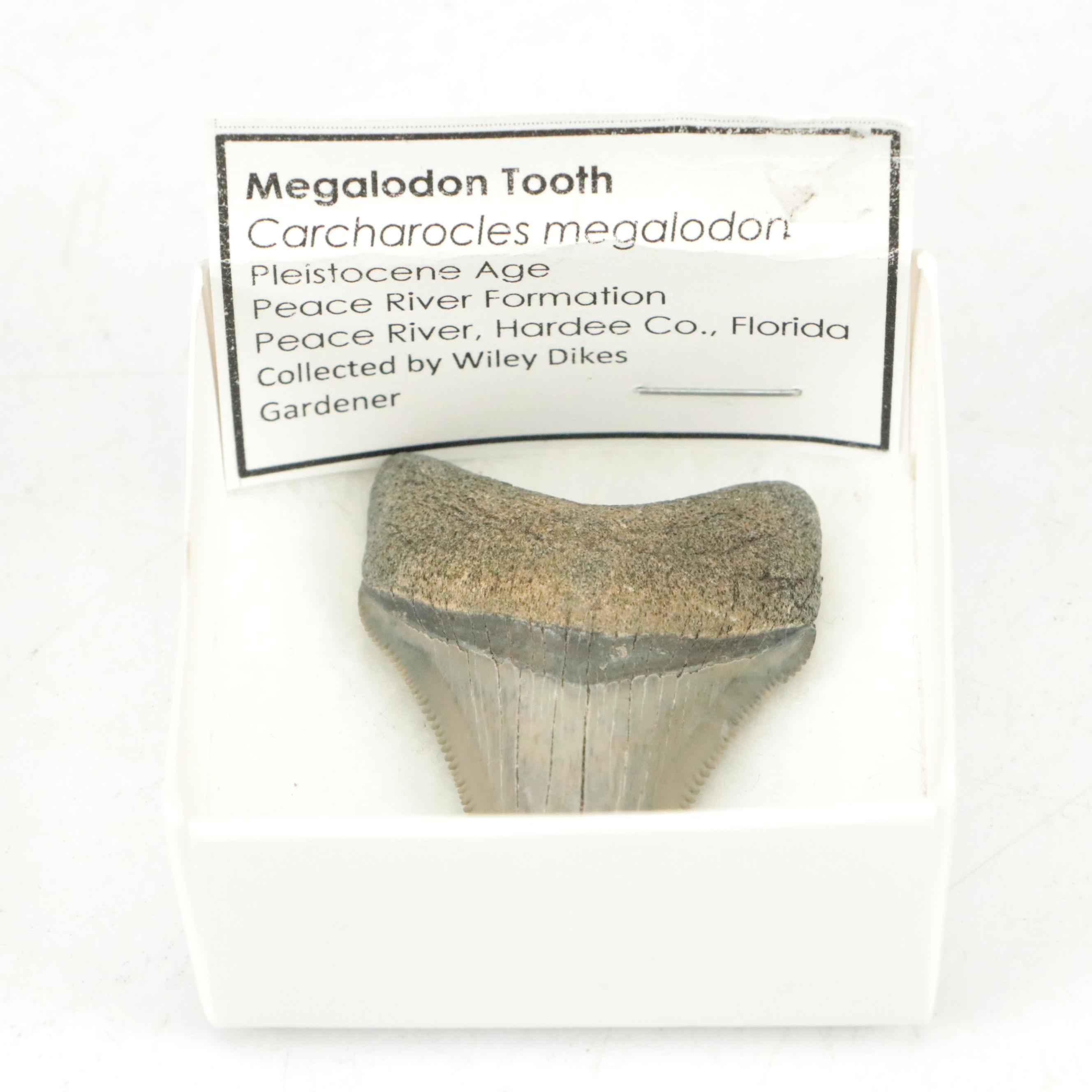 Fossilized Megalodon Tooth