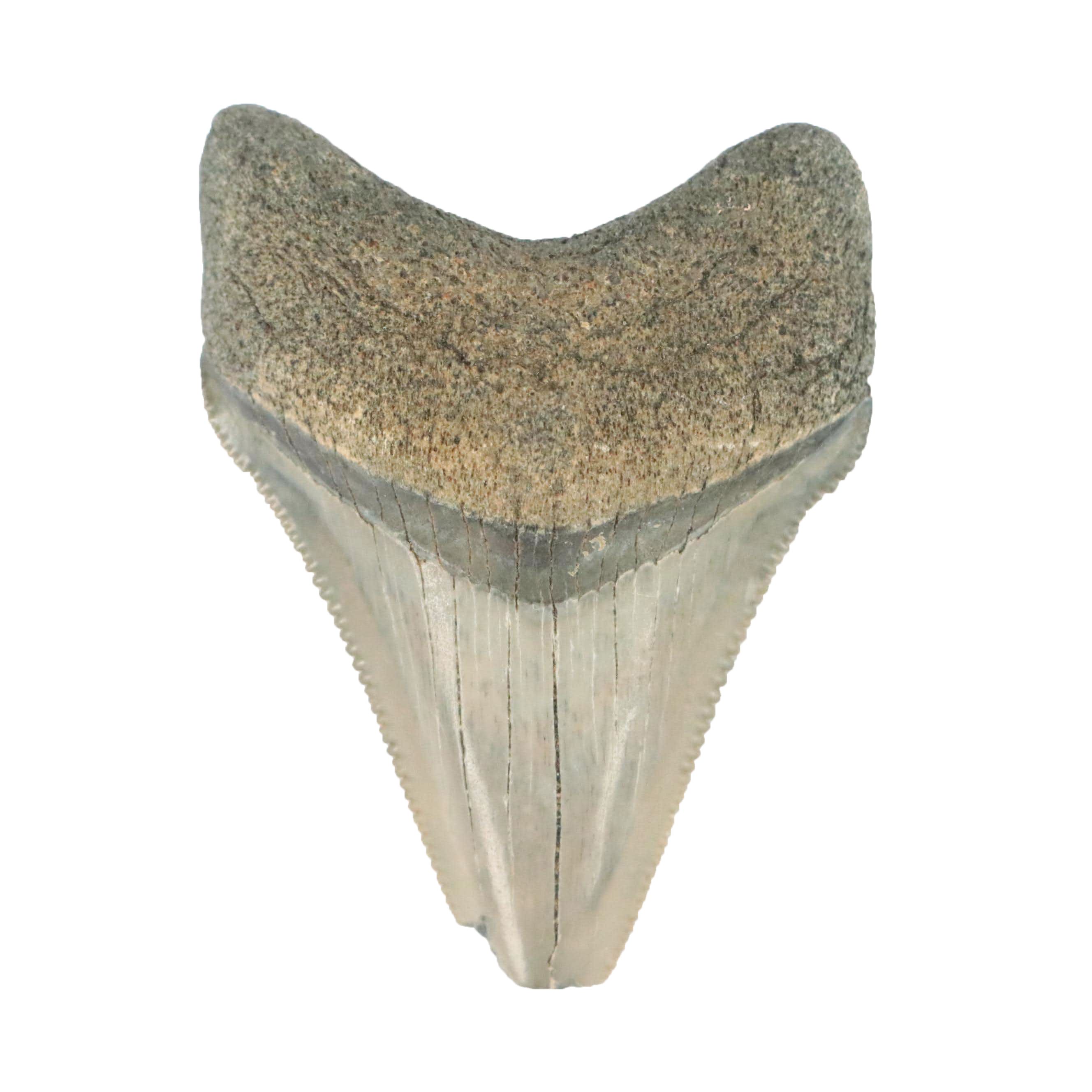 Fossilized Megalodon Tooth | EBTH
