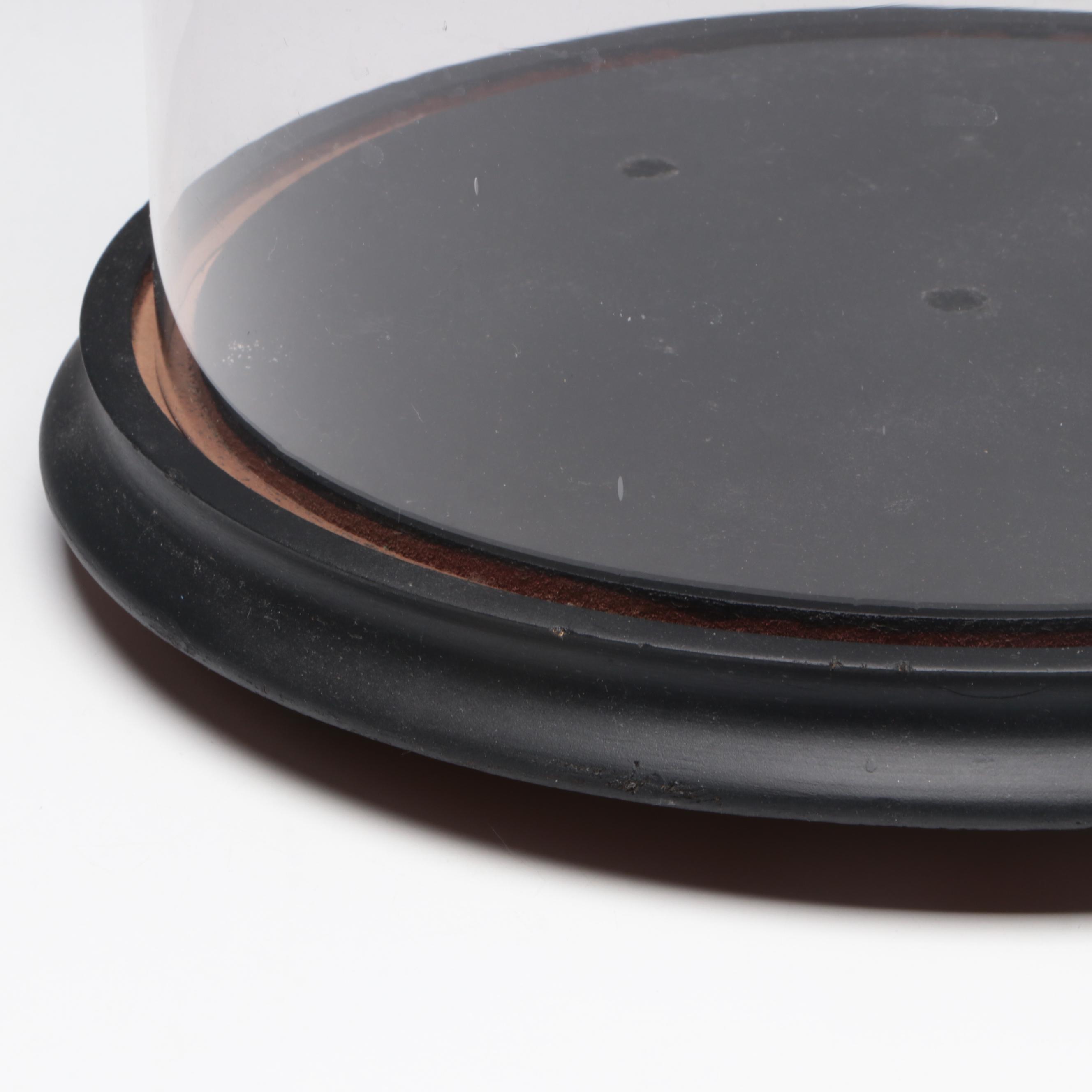 Glass and Wood Clock Display Dome