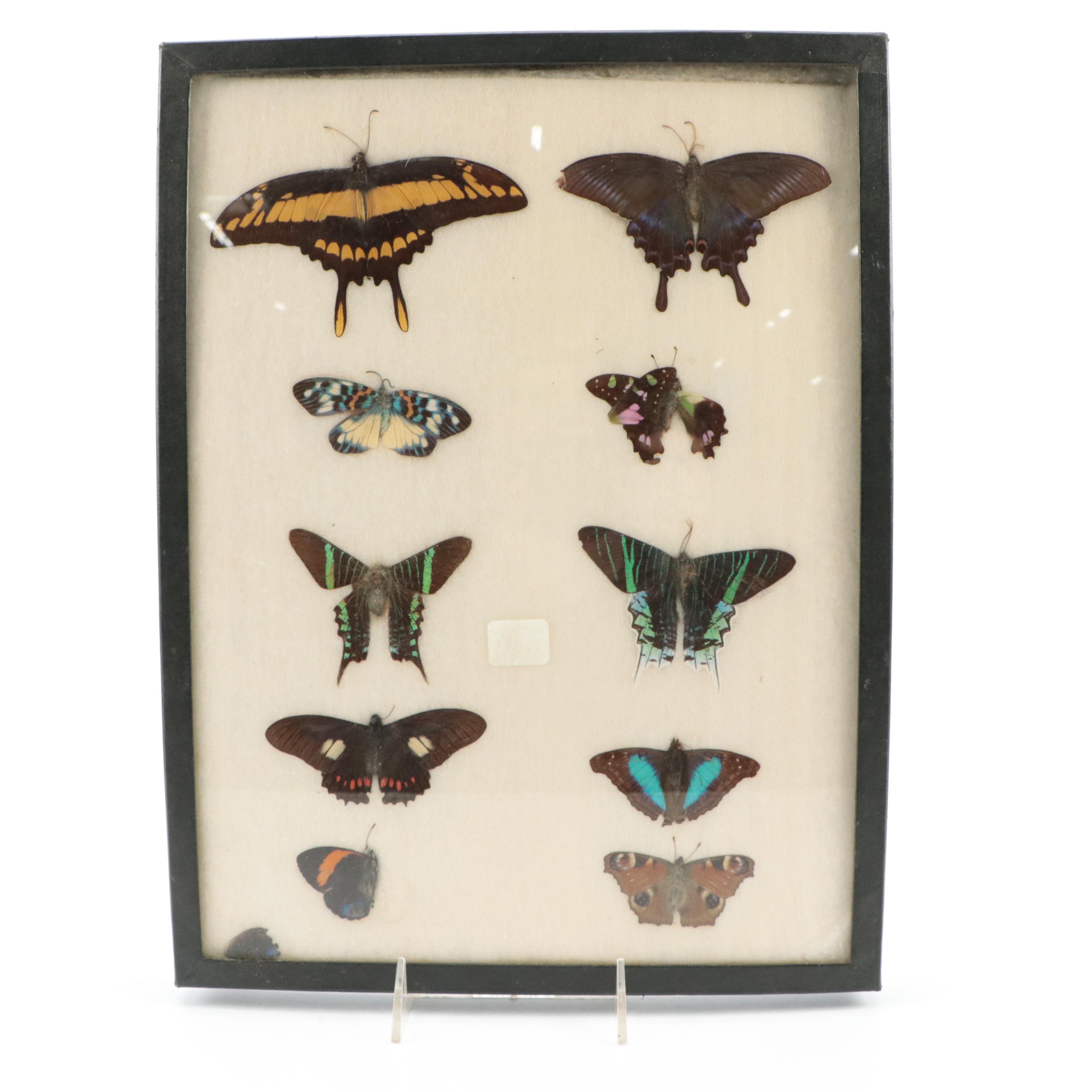 Giant Swallowtail, Green Banded Urania, and More Butterfly and Moth Specimens