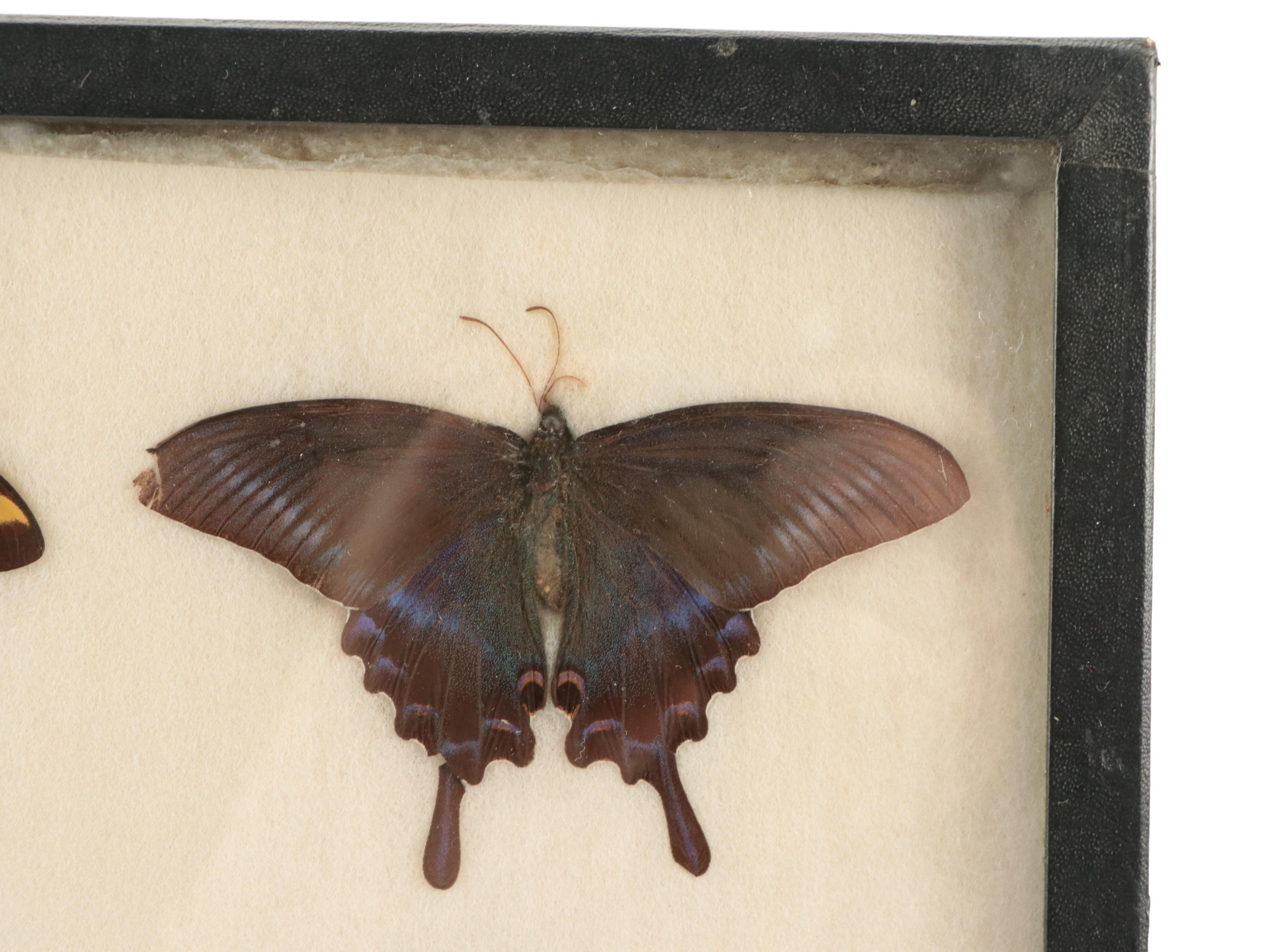 Giant Swallowtail, Green Banded Urania, and More Butterfly and Moth Specimens