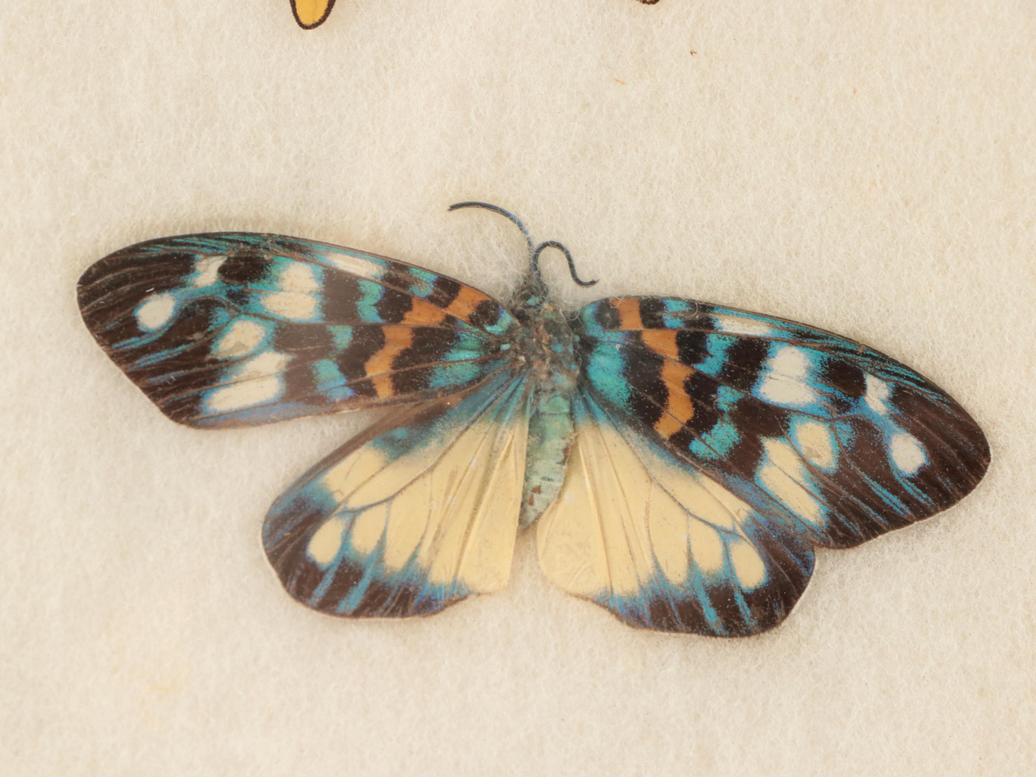 Giant Swallowtail, Green Banded Urania, and More Butterfly and Moth Specimens