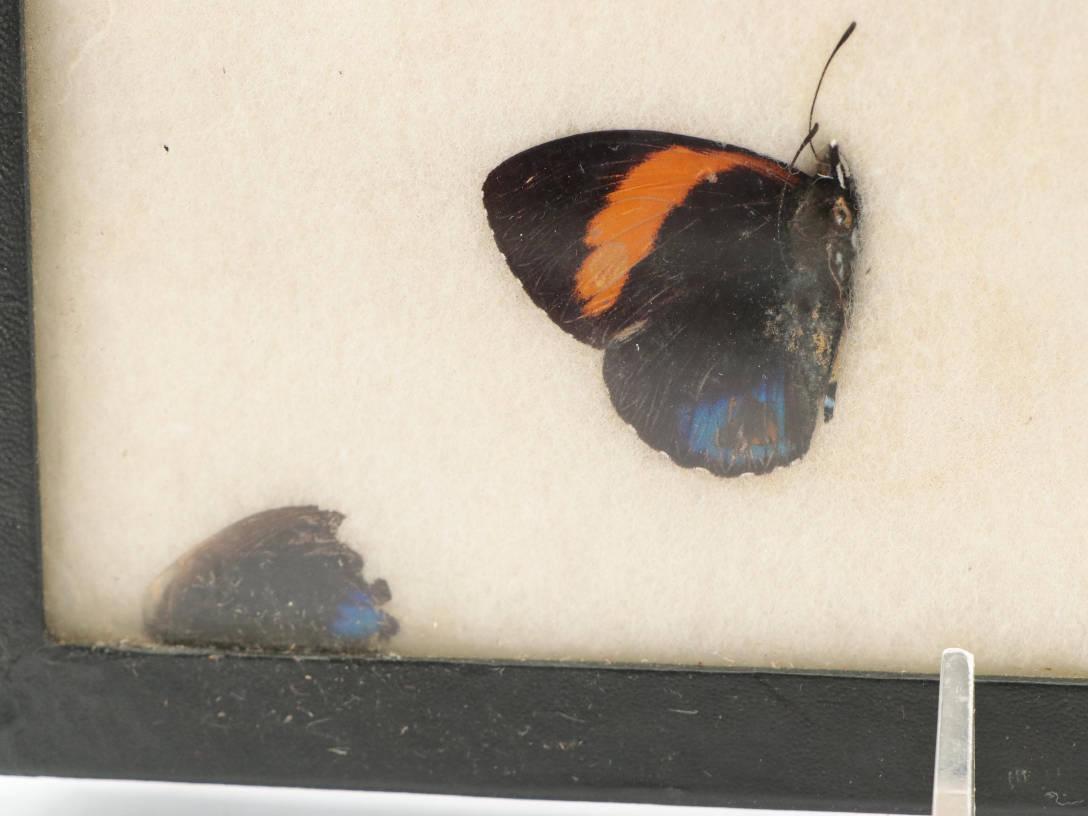 Giant Swallowtail, Green Banded Urania, and More Butterfly and Moth Specimens