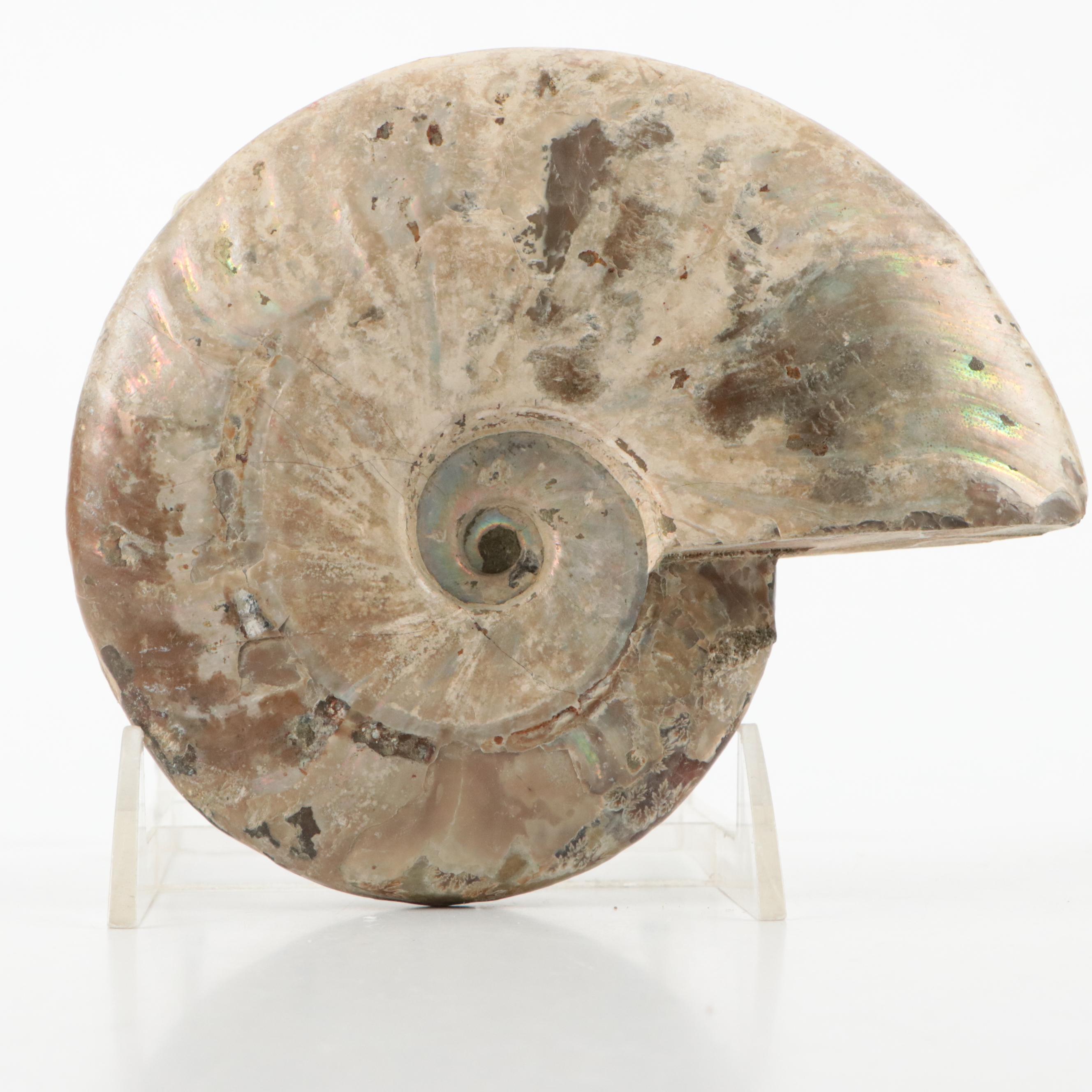 Large Partially Opalized Ammonite Fossil