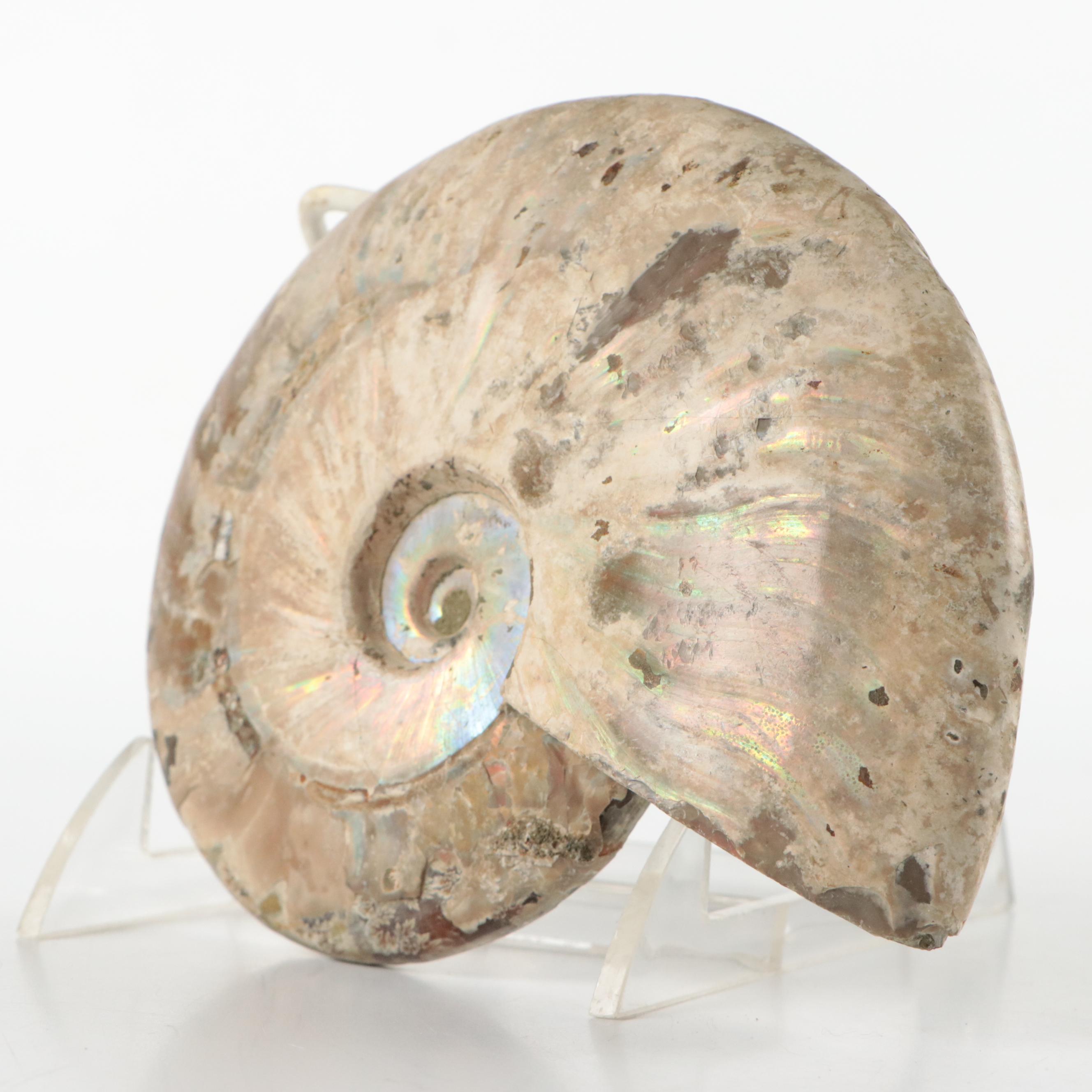 Large Partially Opalized Ammonite Fossil