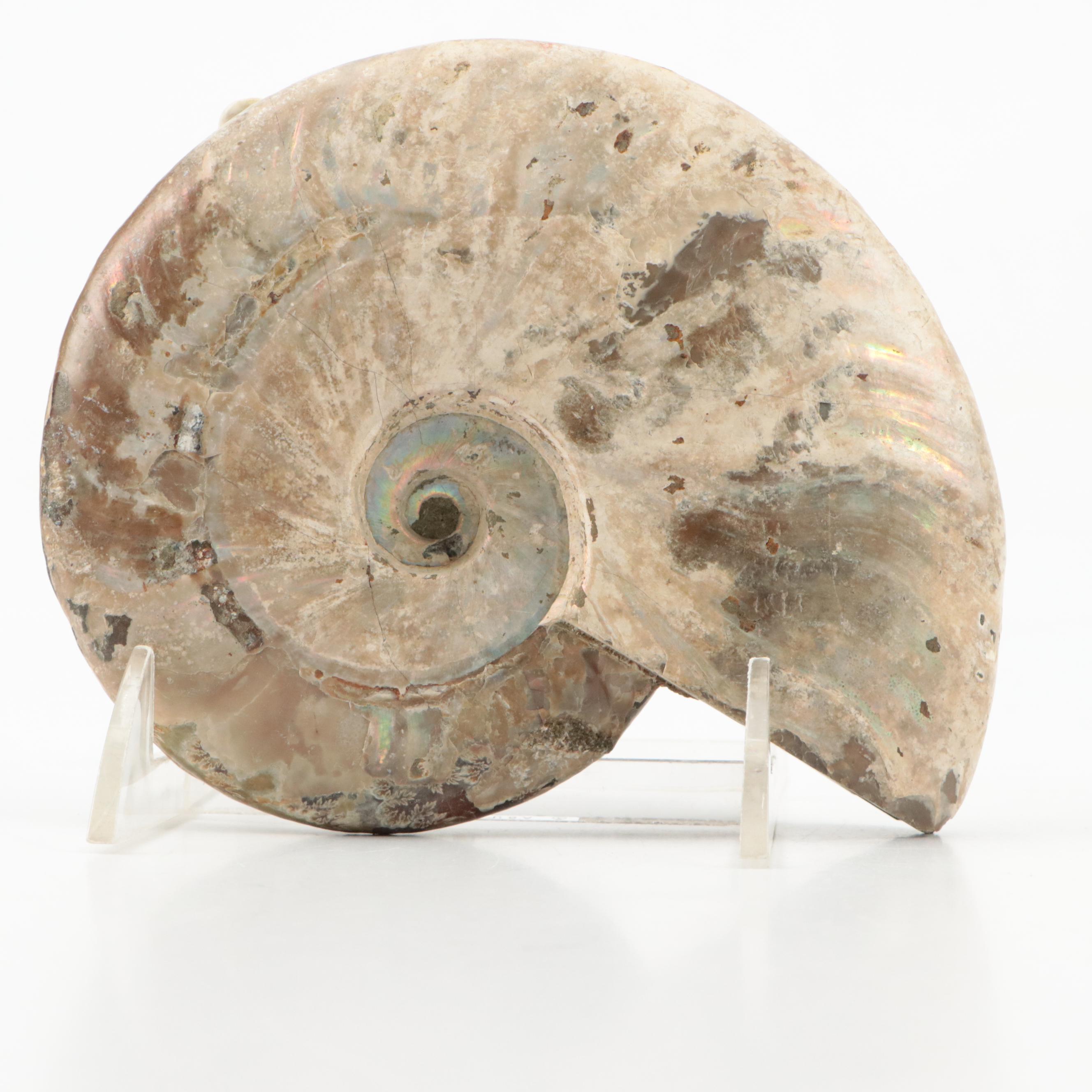 Large Partially Opalized Ammonite Fossil