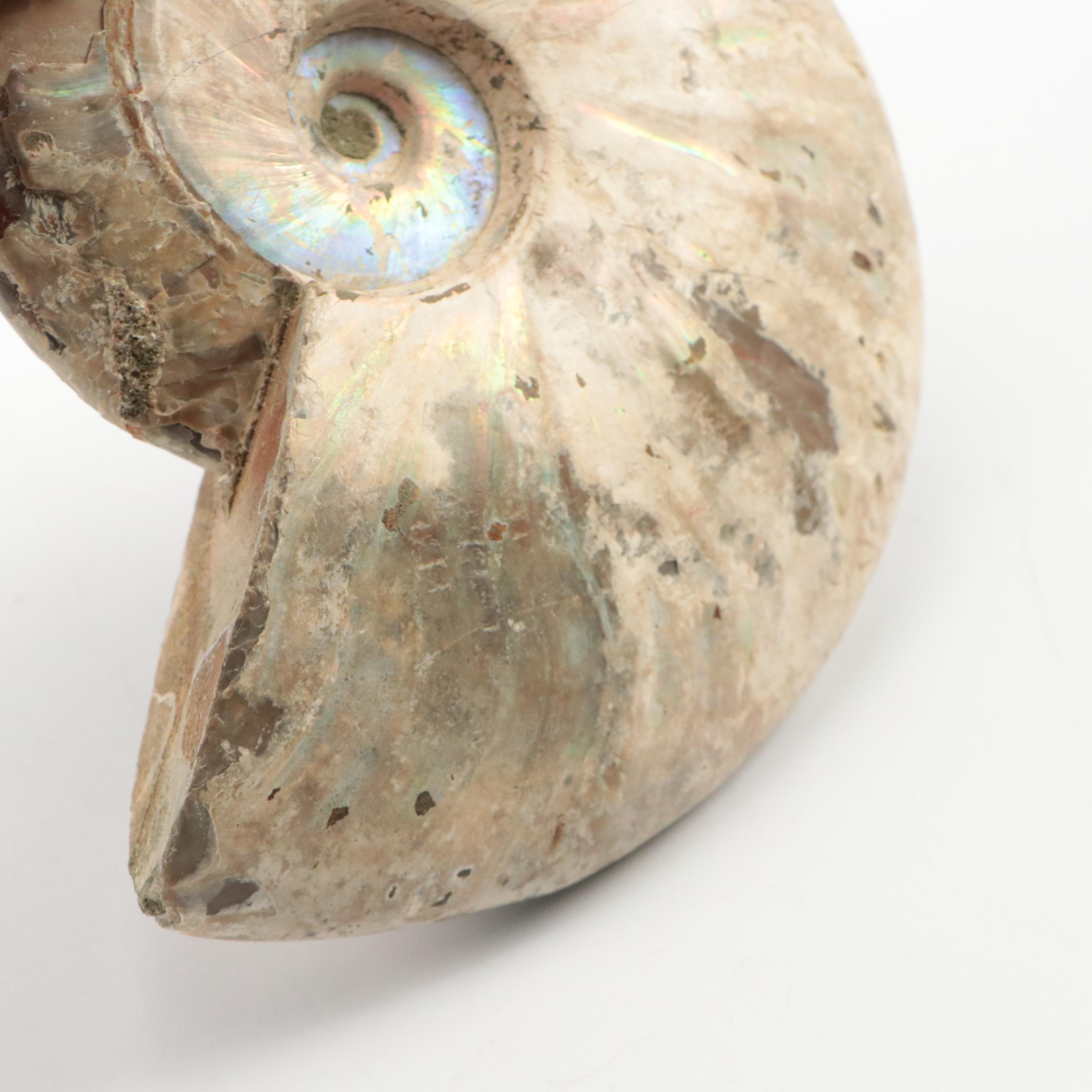 Large Partially Opalized Ammonite Fossil