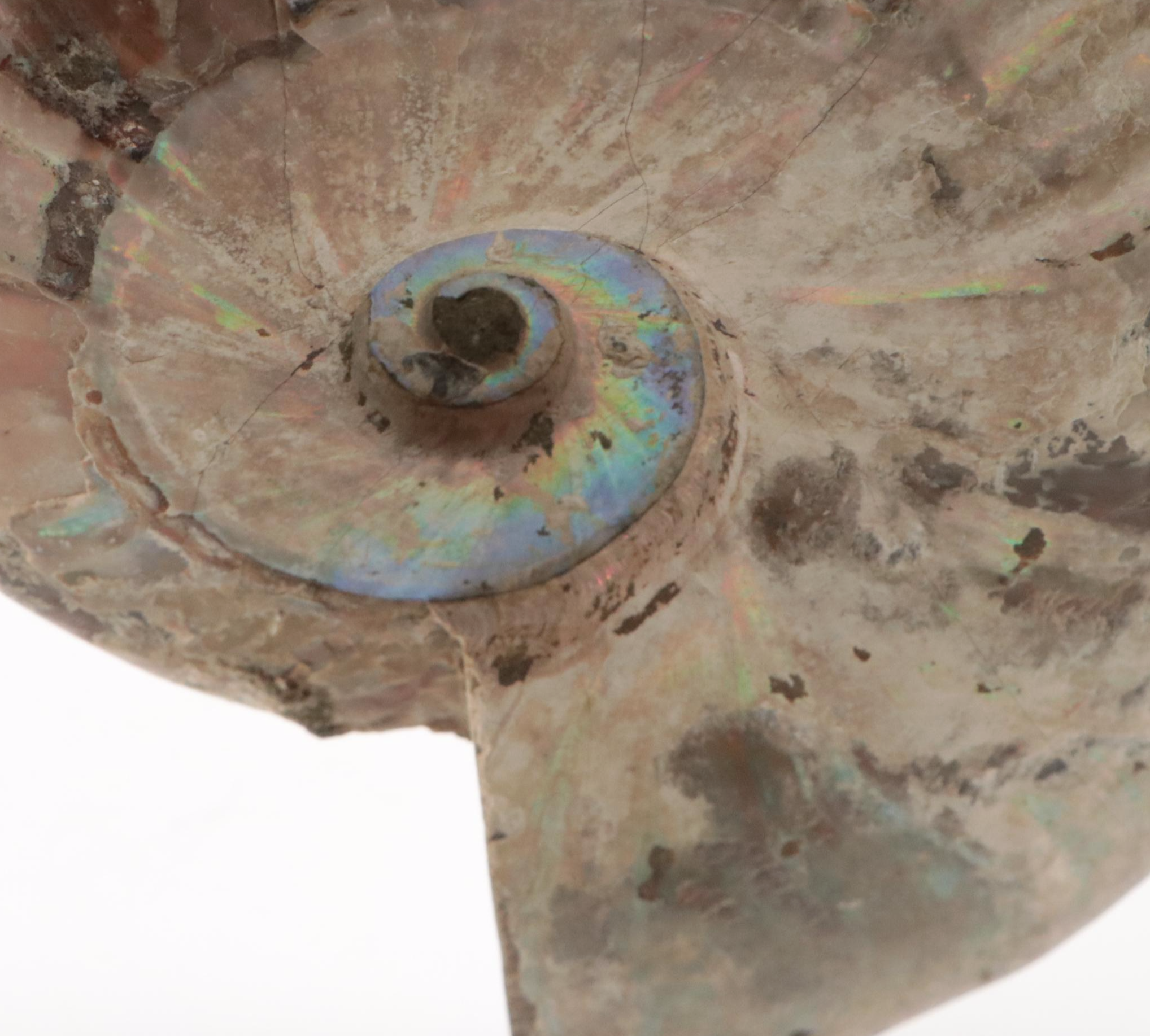 Large Partially Opalized Ammonite Fossil
