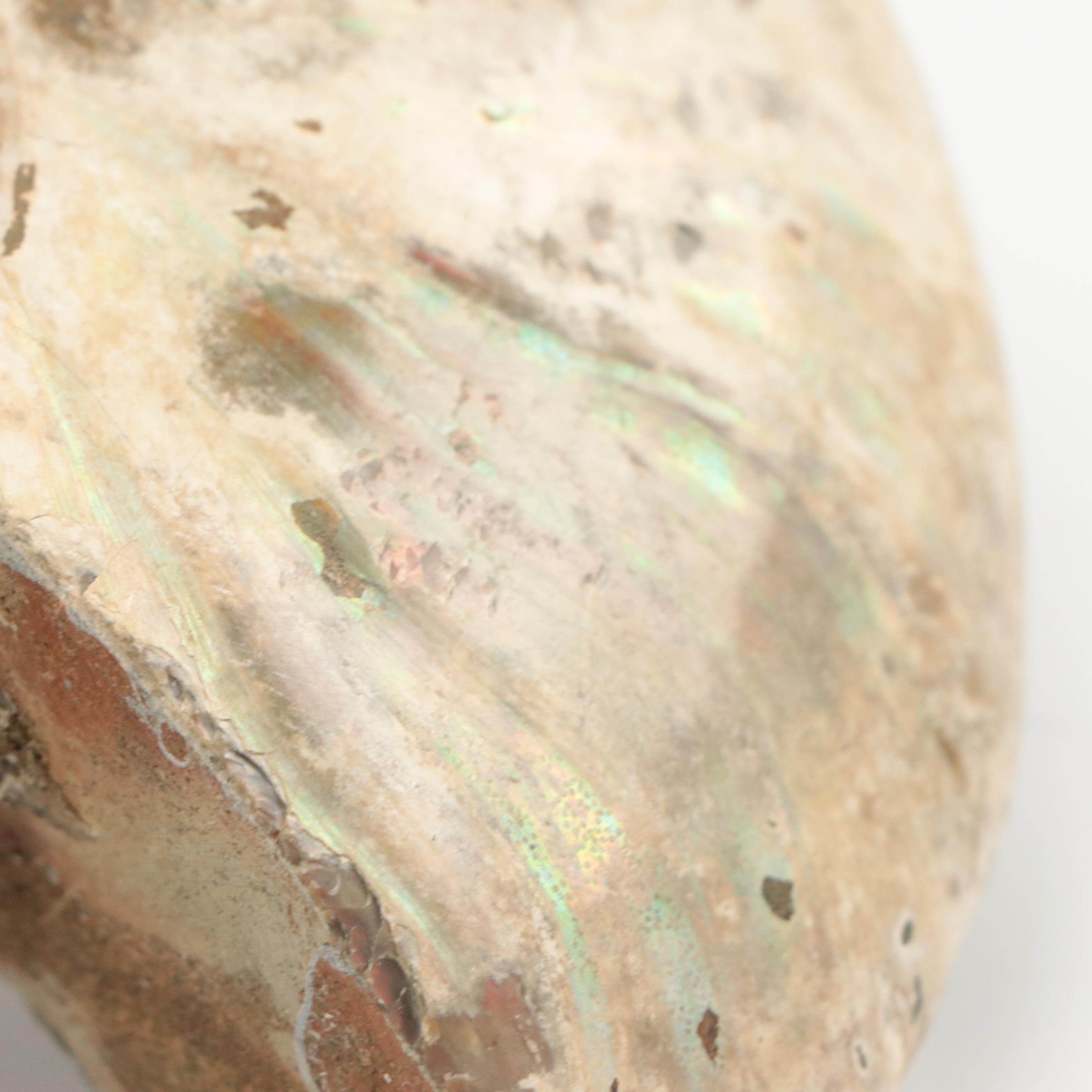 Large Partially Opalized Ammonite Fossil