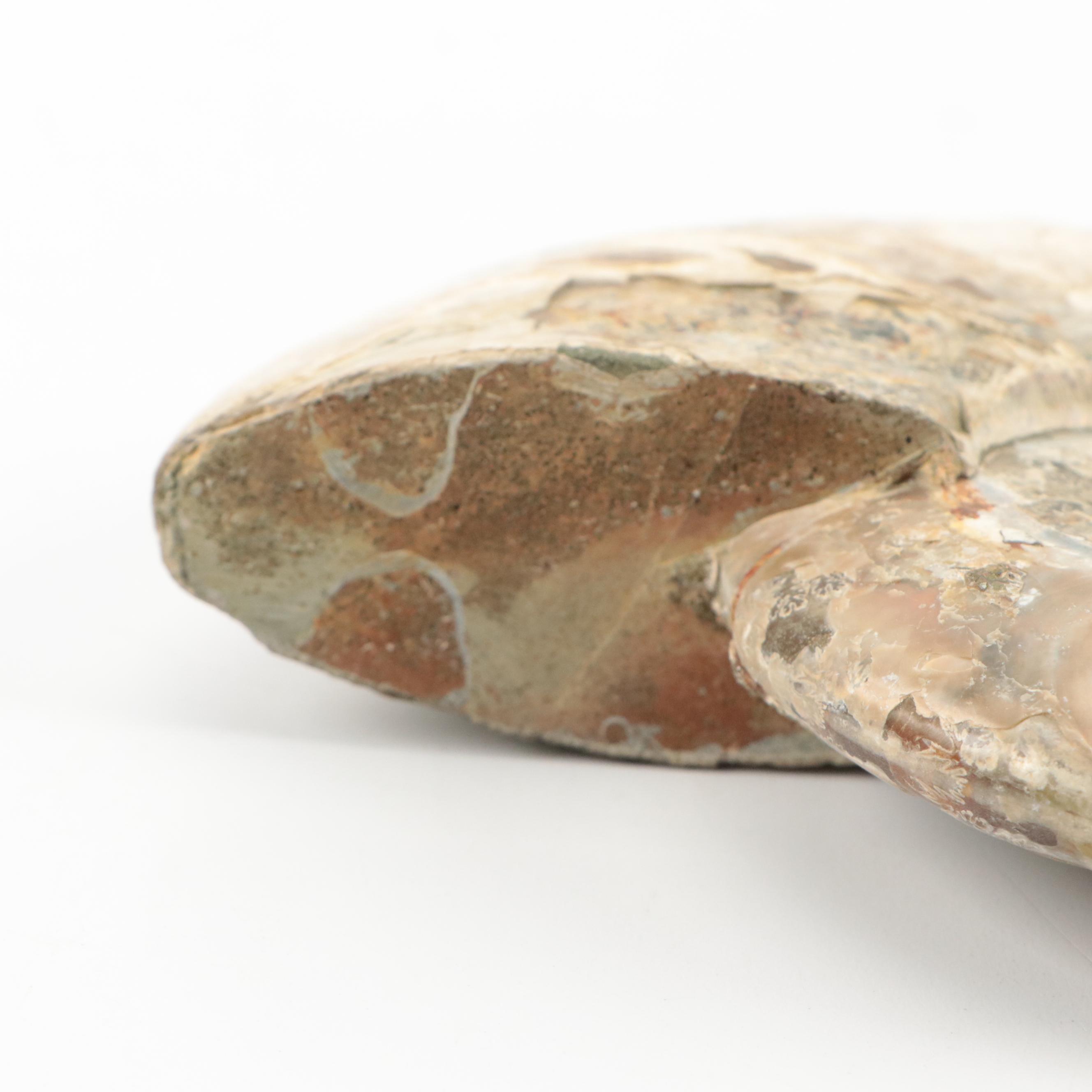 Large Partially Opalized Ammonite Fossil