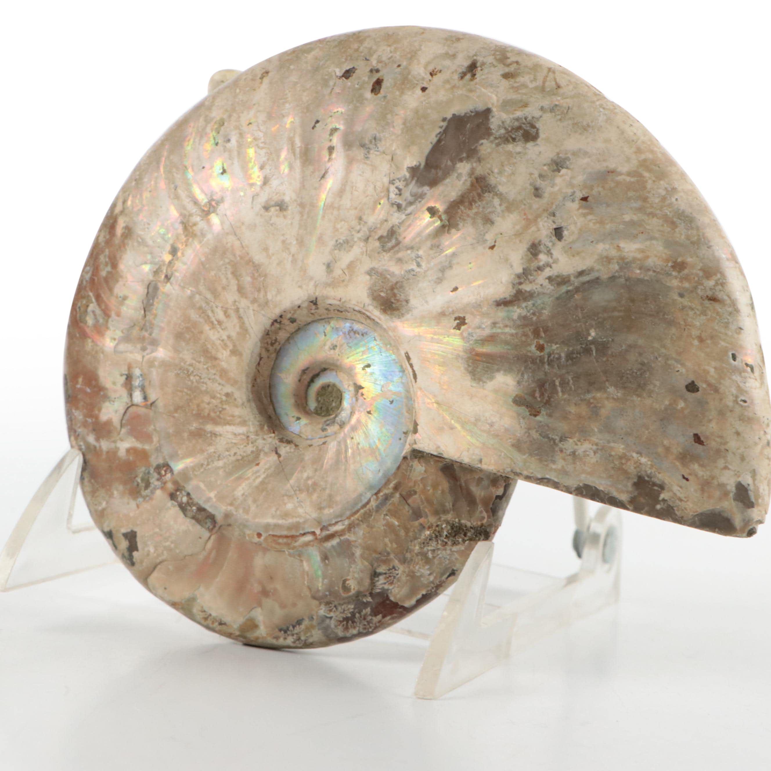 Large Partially Opalized Ammonite Fossil