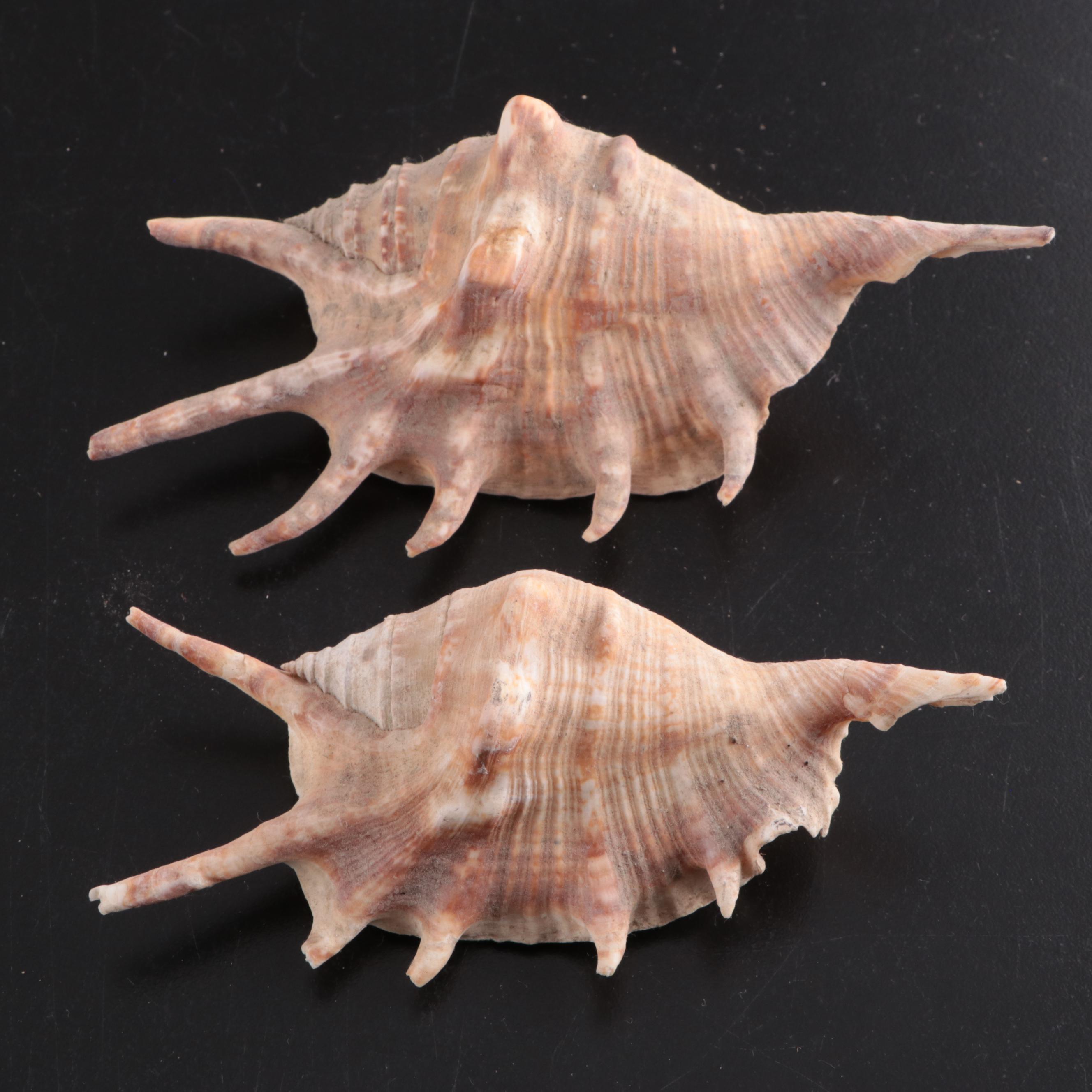 Queen Conch & Spider Conchs, Regal Murex, Other Shells, Fossil Coral