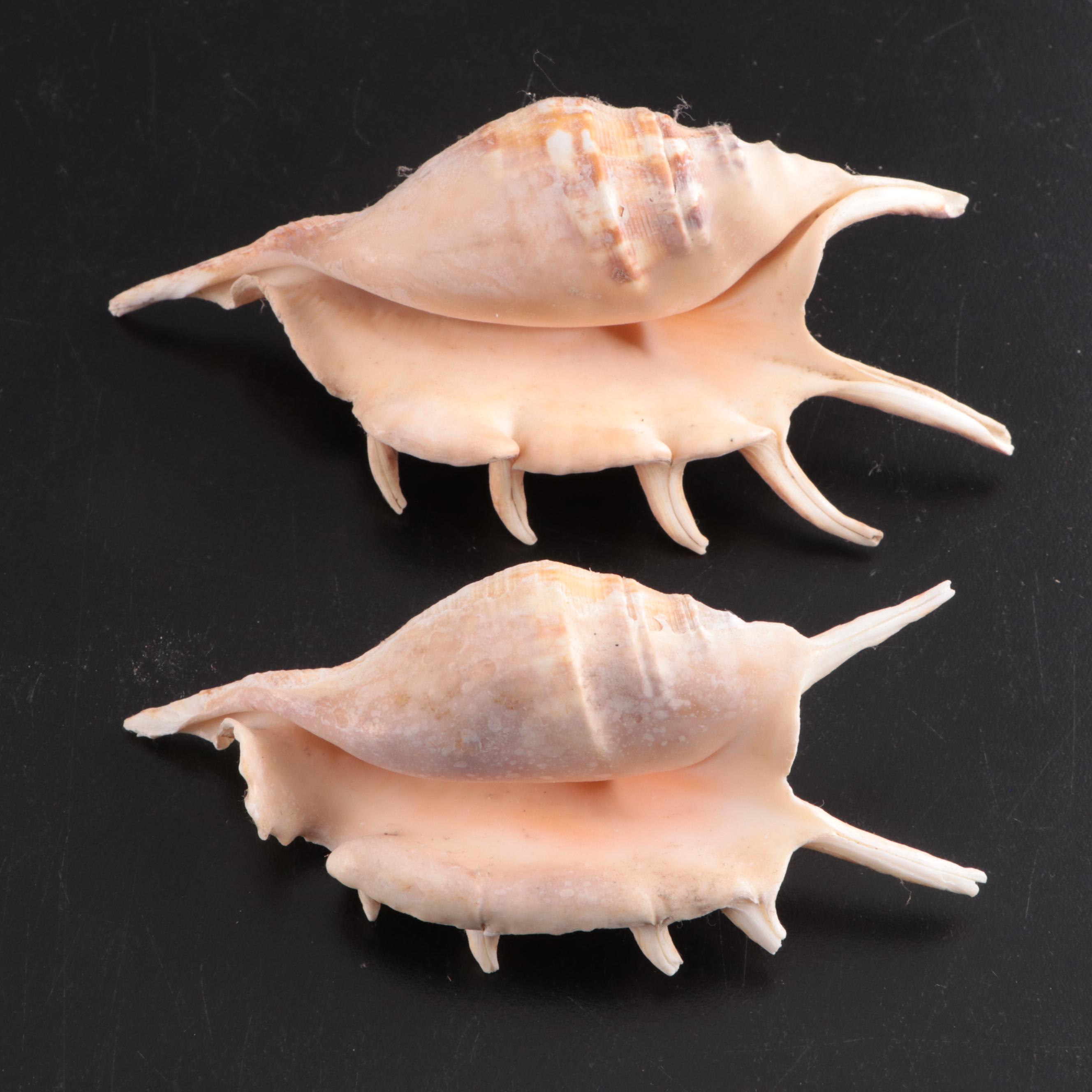 Queen Conch & Spider Conchs, Regal Murex, Other Shells, Fossil Coral