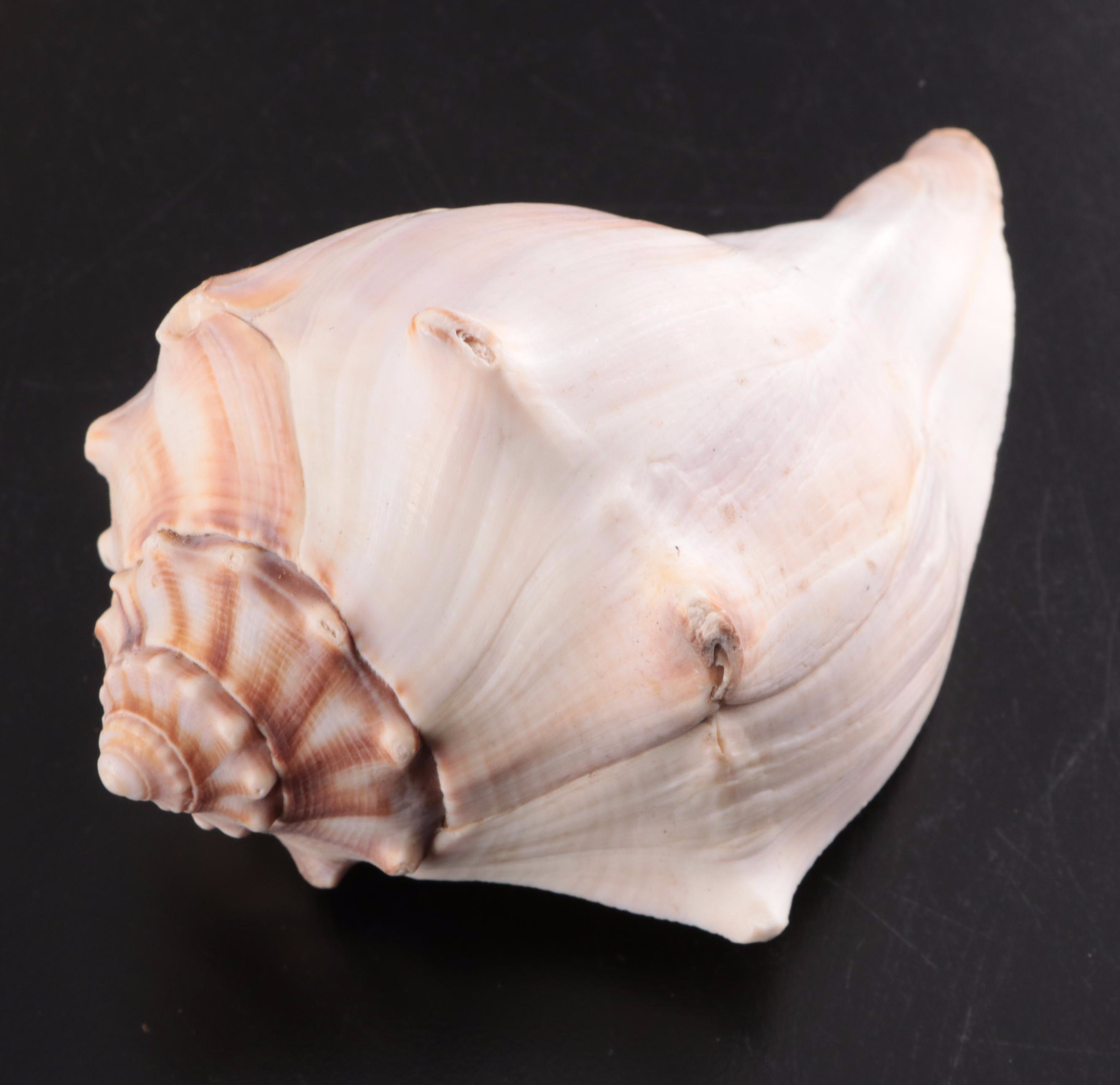 Queen Conch & Spider Conchs, Regal Murex, Other Shells, Fossil Coral