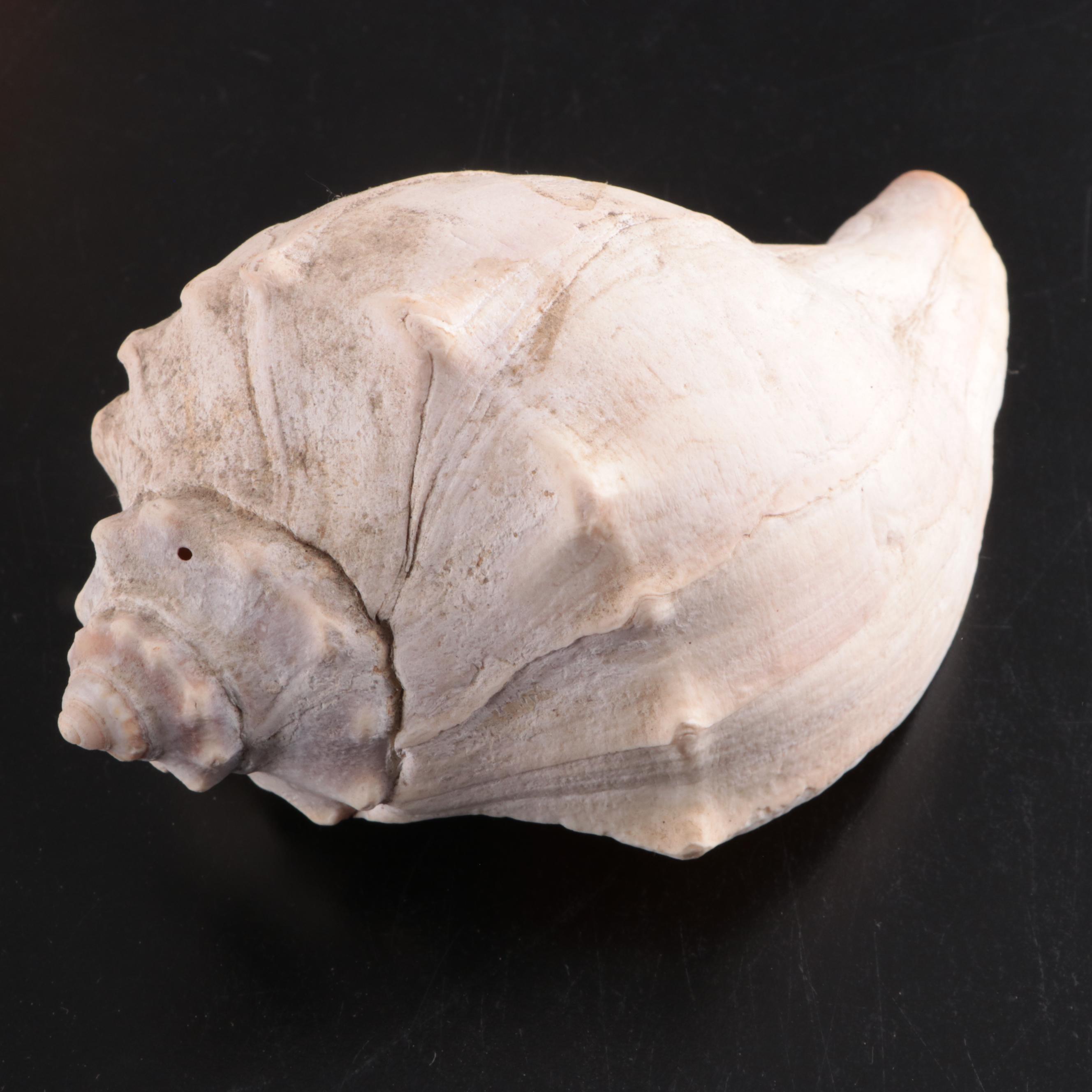 Queen Conch & Spider Conchs, Regal Murex, Other Shells, Fossil Coral