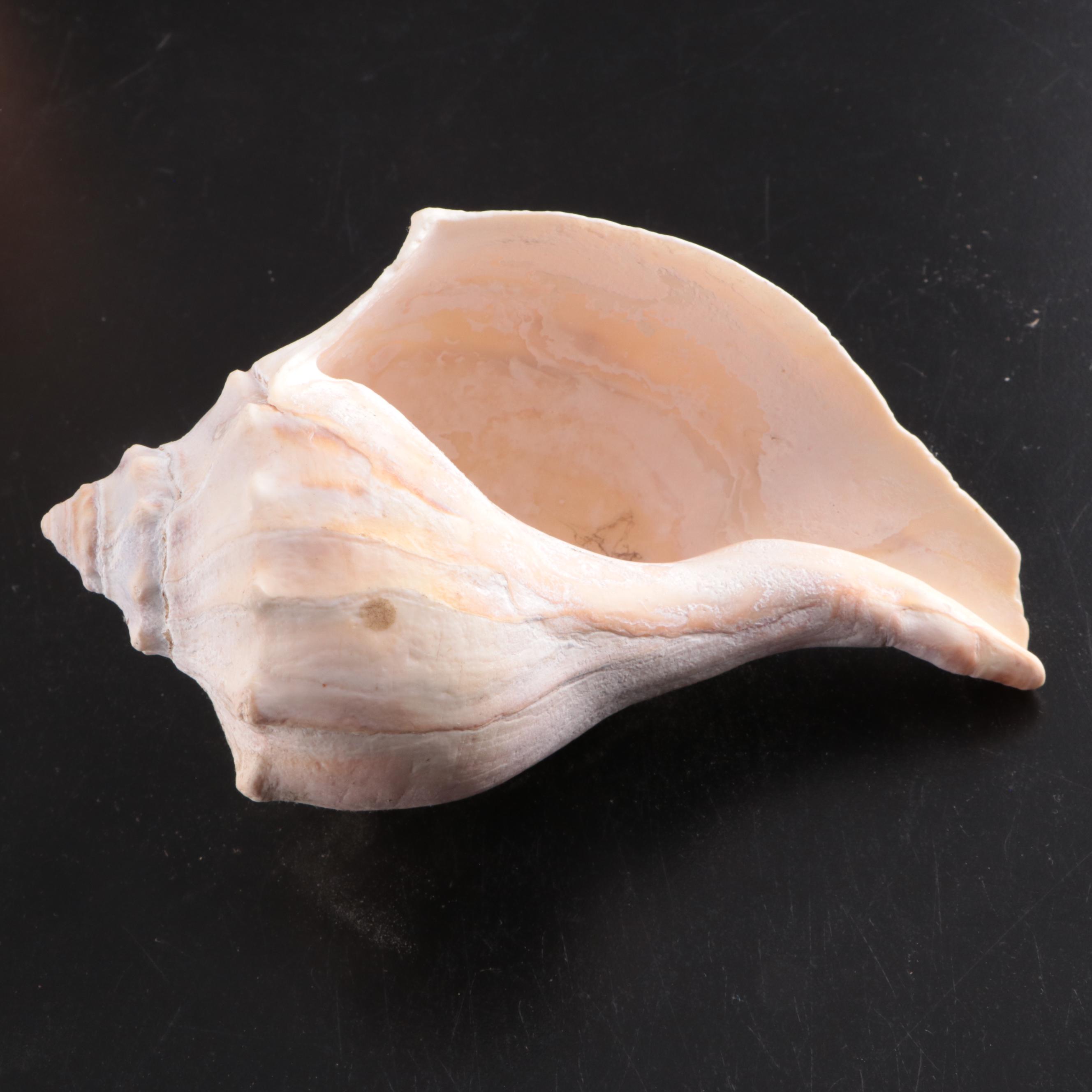 Queen Conch & Spider Conchs, Regal Murex, Other Shells, Fossil Coral