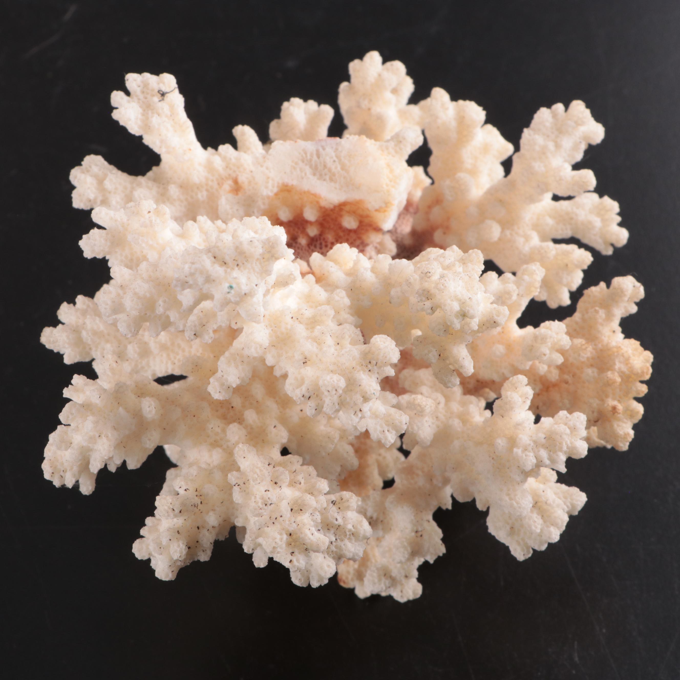 Queen Conch & Spider Conchs, Regal Murex, Other Shells, Fossil Coral