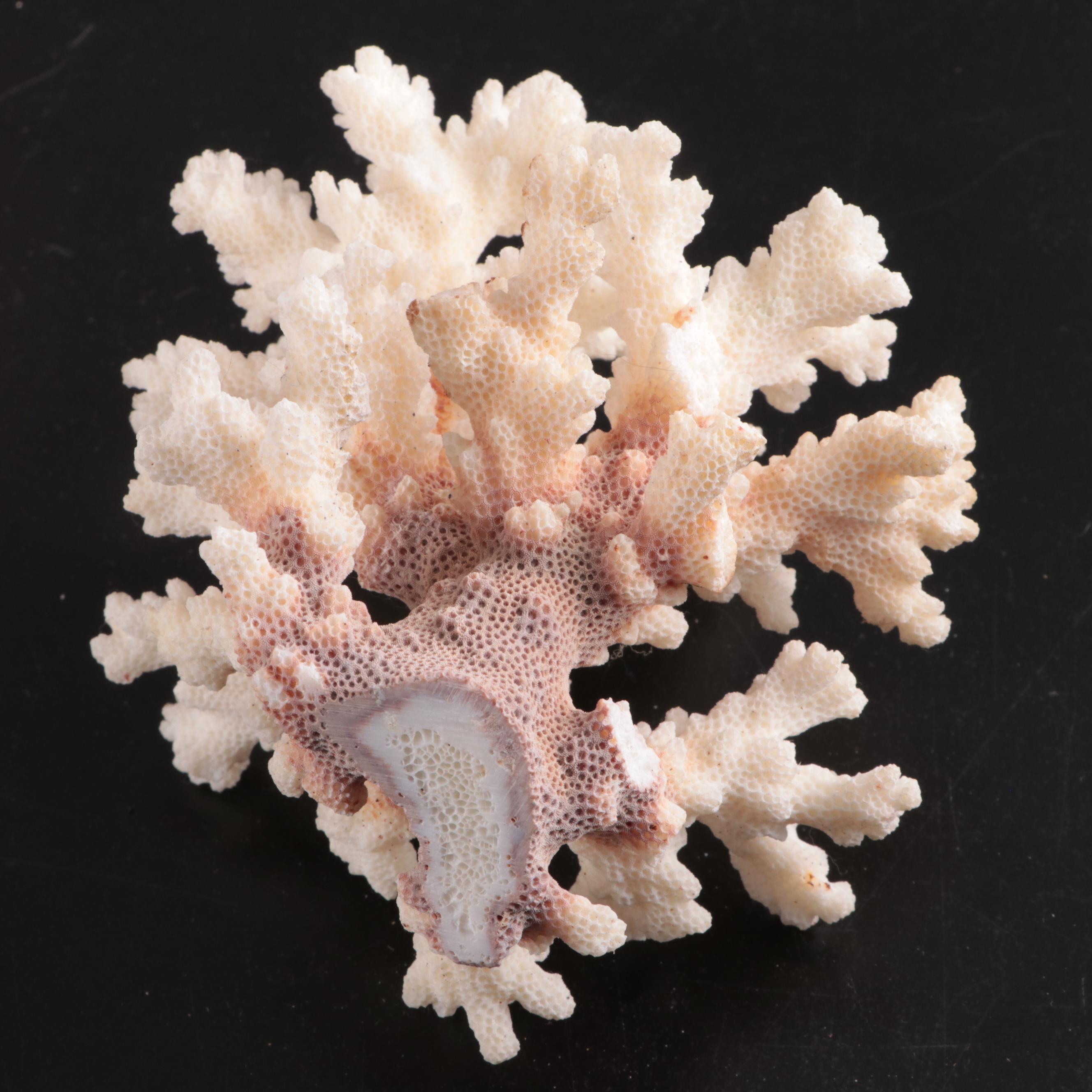 Queen Conch & Spider Conchs, Regal Murex, Other Shells, Fossil Coral