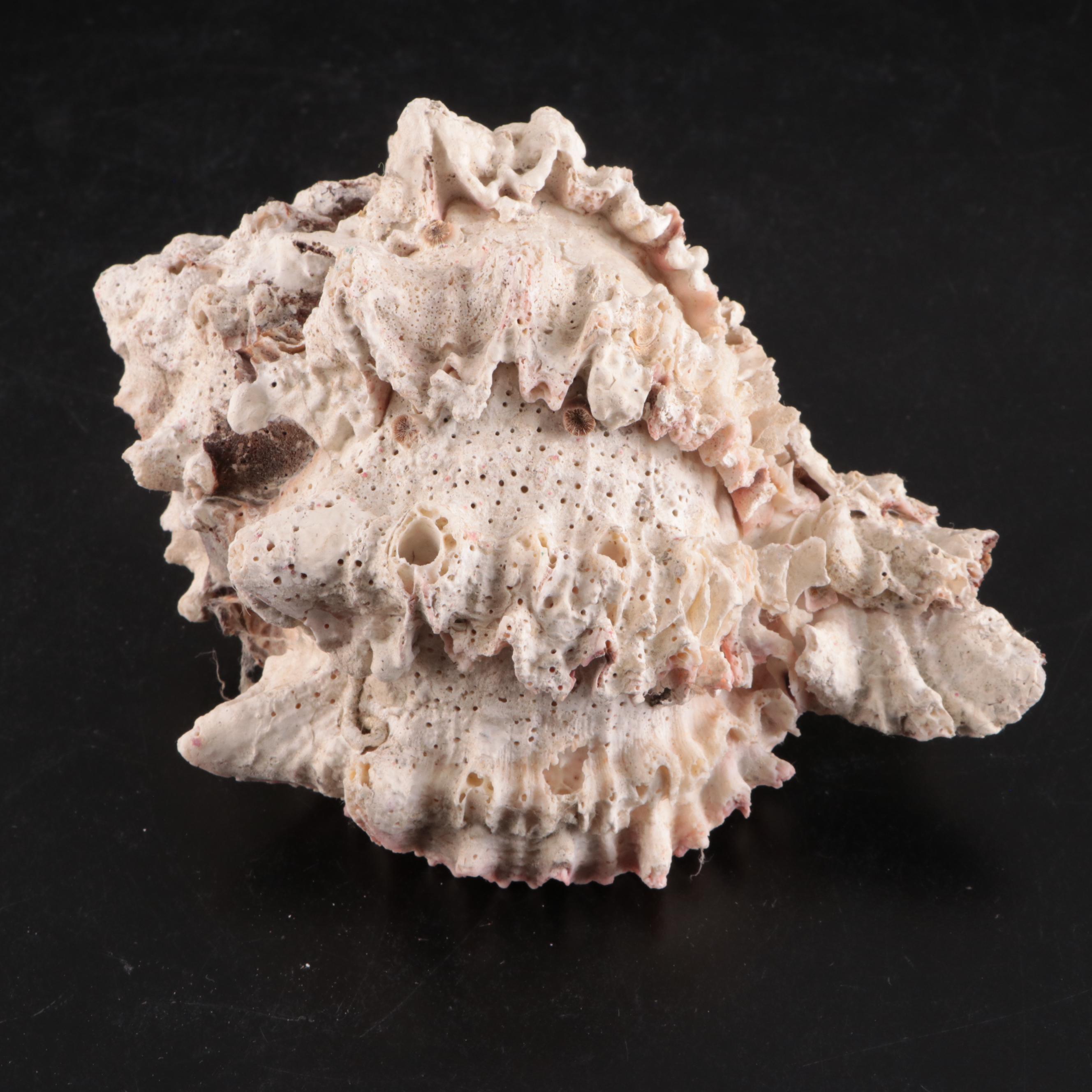 Queen Conch & Spider Conchs, Regal Murex, Other Shells, Fossil Coral