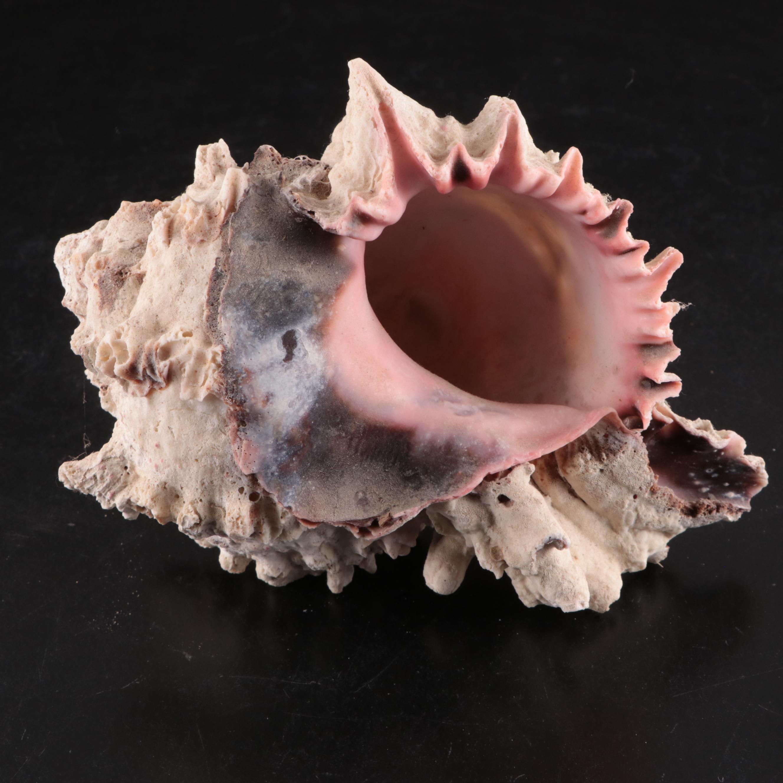 Queen Conch & Spider Conchs, Regal Murex, Other Shells, Fossil Coral