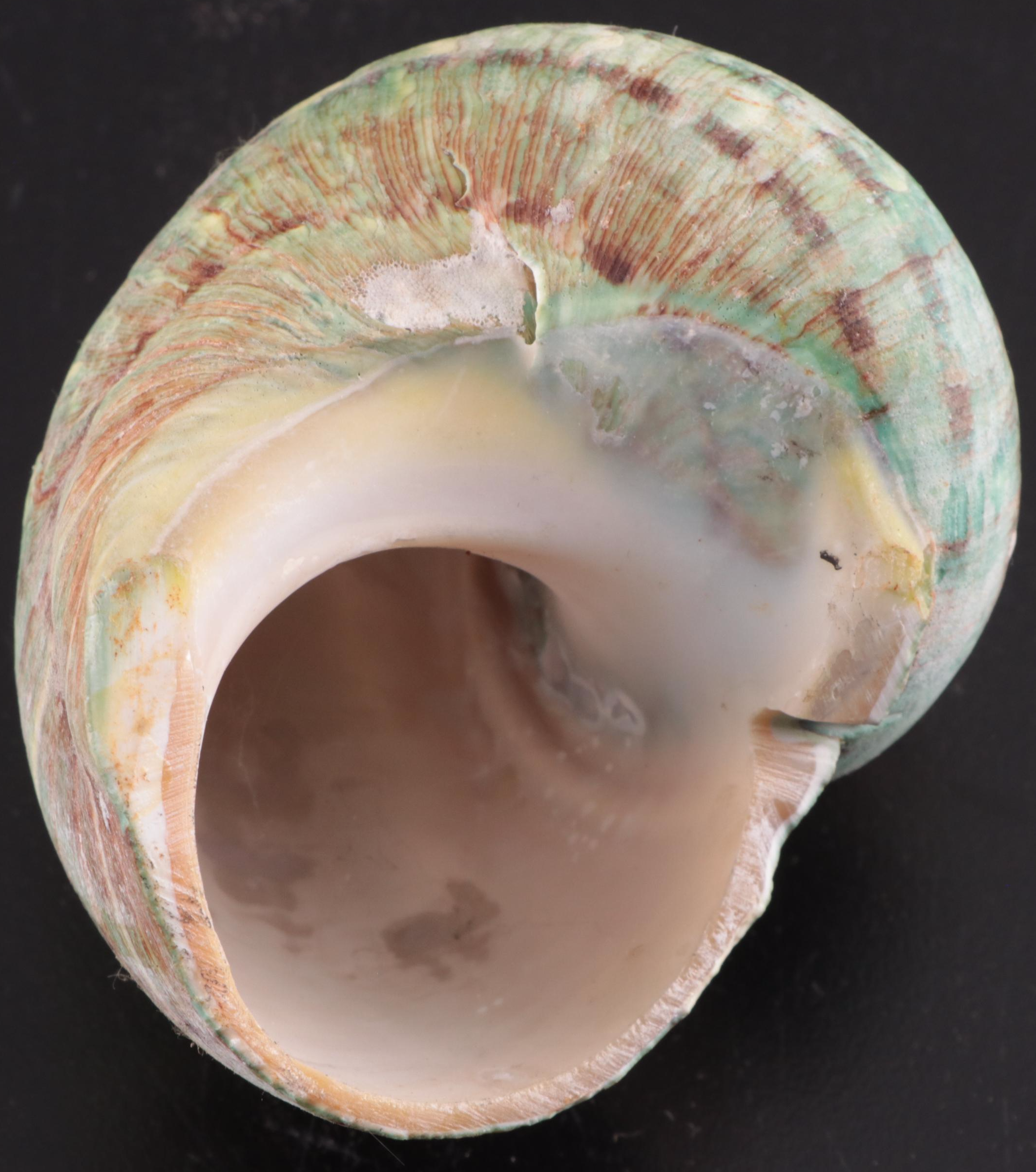 Queen Conch & Spider Conchs, Regal Murex, Other Shells, Fossil Coral