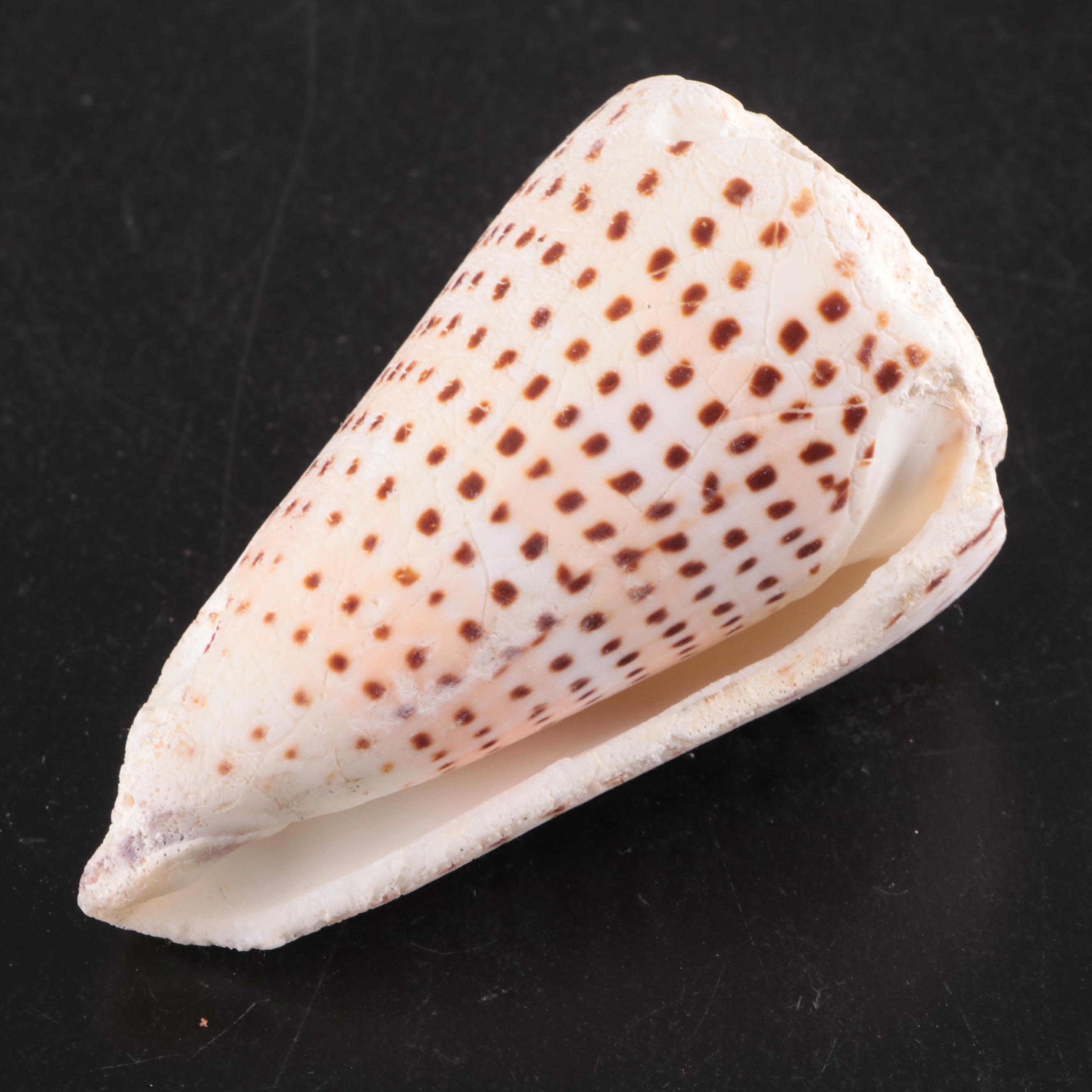 Queen Conch & Spider Conchs, Regal Murex, Other Shells, Fossil Coral