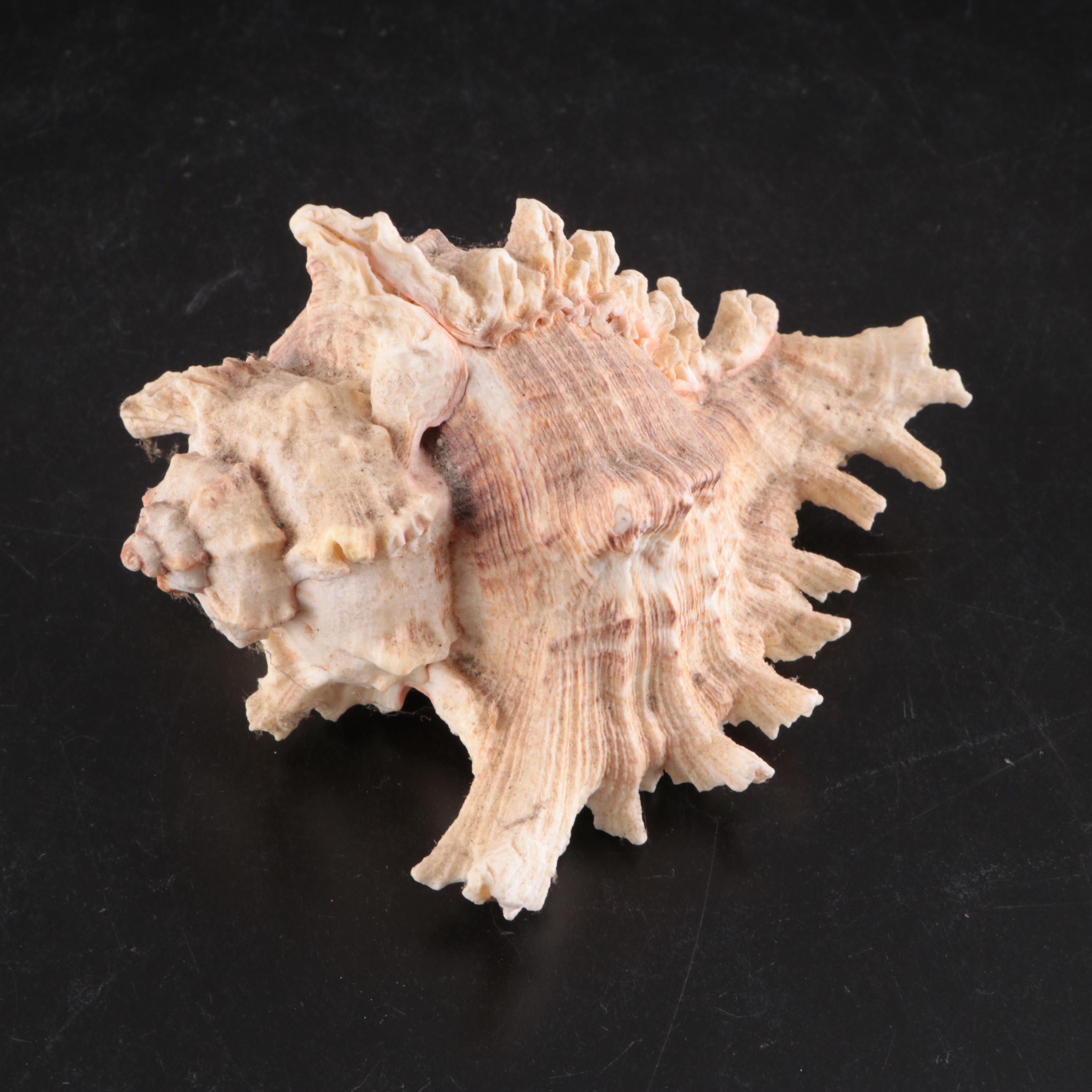 Queen Conch & Spider Conchs, Regal Murex, Other Shells, Fossil Coral