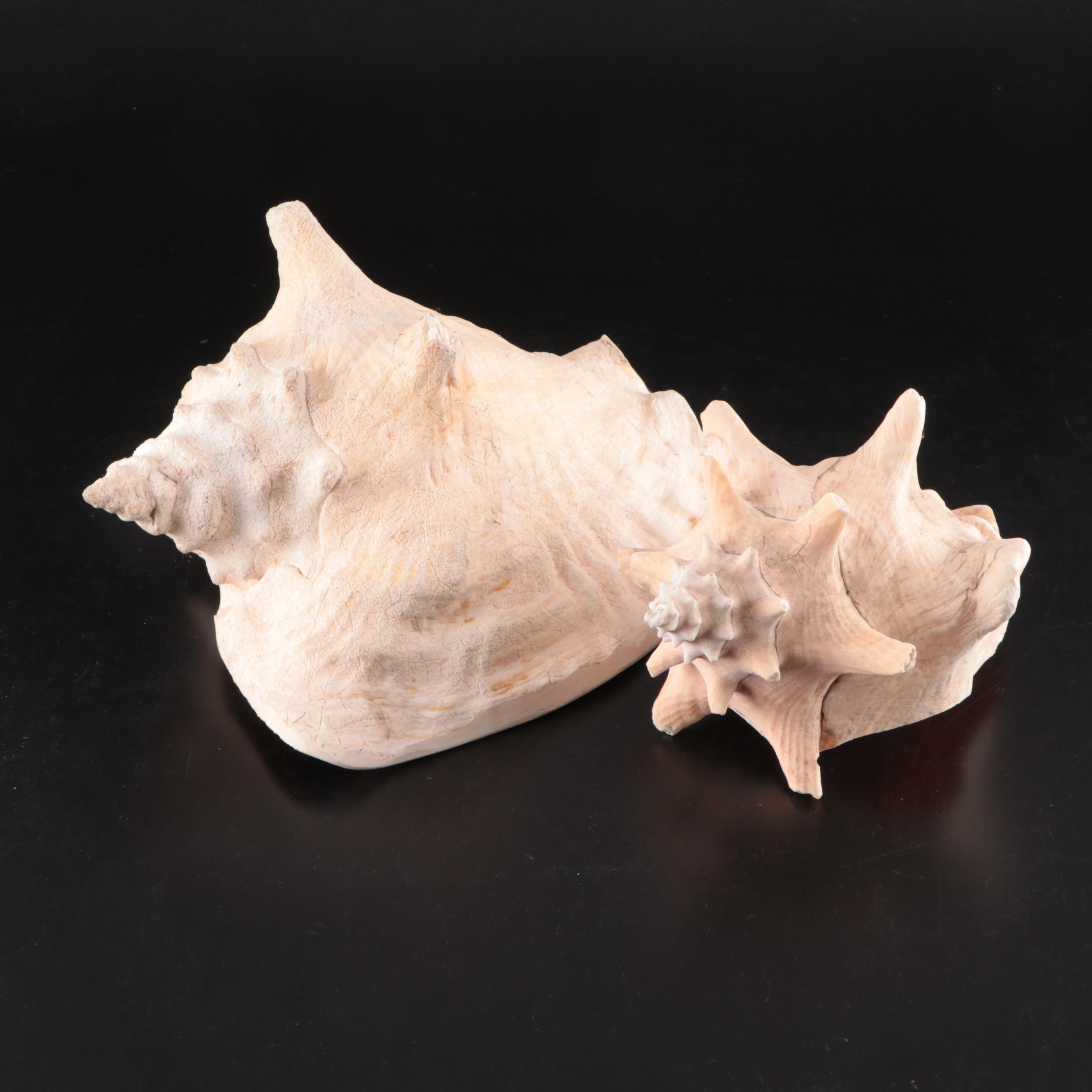 Queen Conch & Spider Conchs, Regal Murex, Other Shells, Fossil Coral