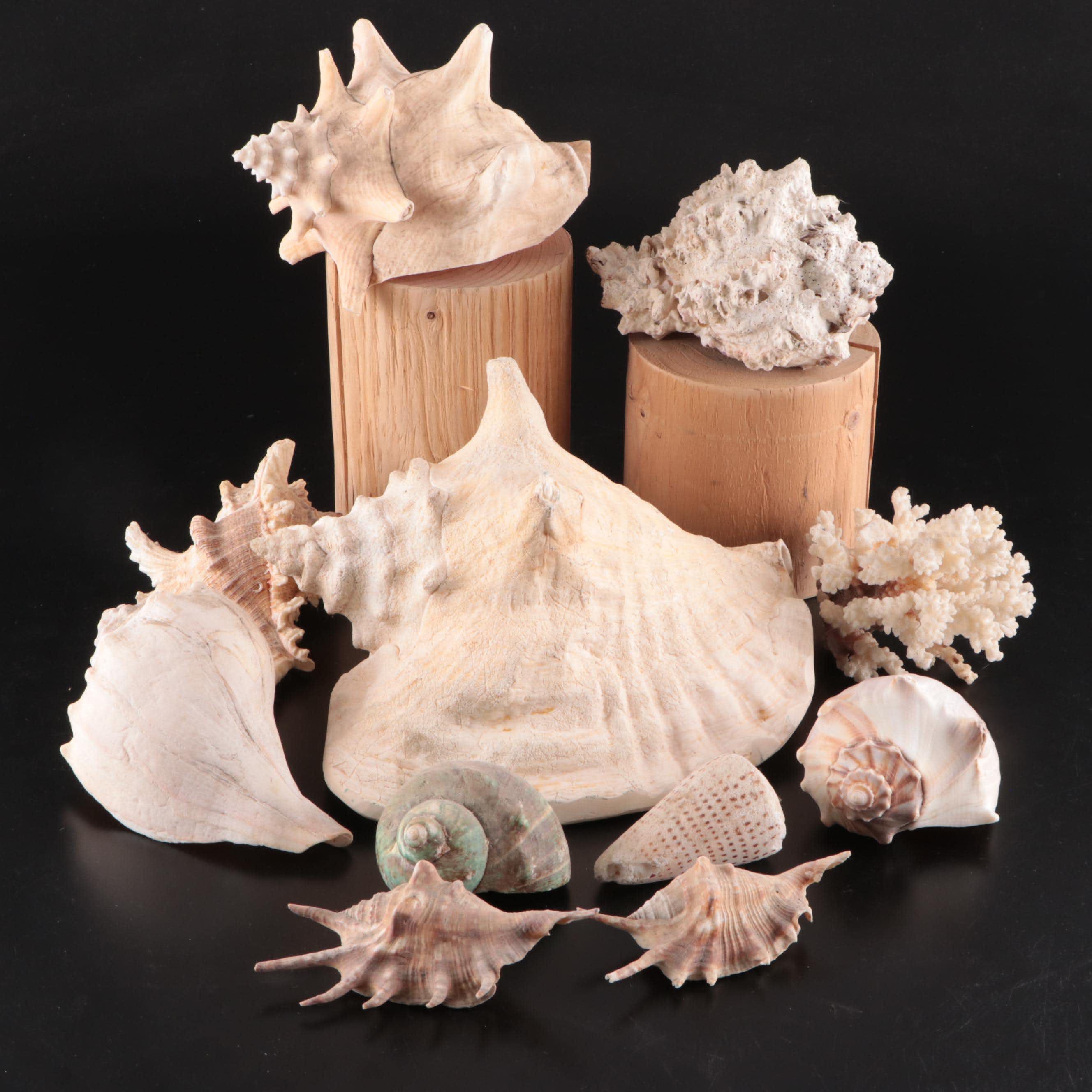 Queen Conch & Spider Conchs, Regal Murex, Other Shells, Fossil Coral