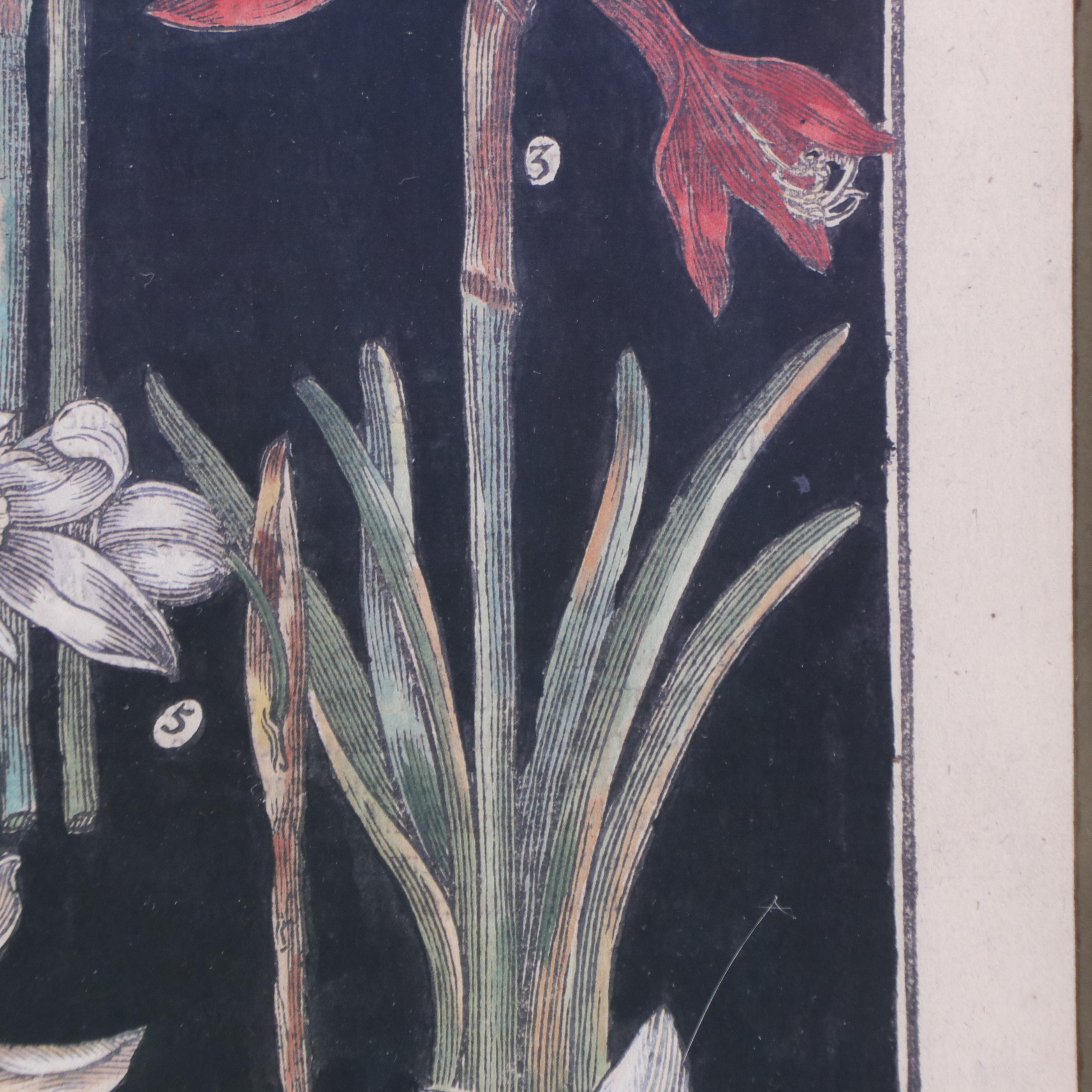 Botanical Offset Lithograph From "The Garden of Pleasant Flowers"