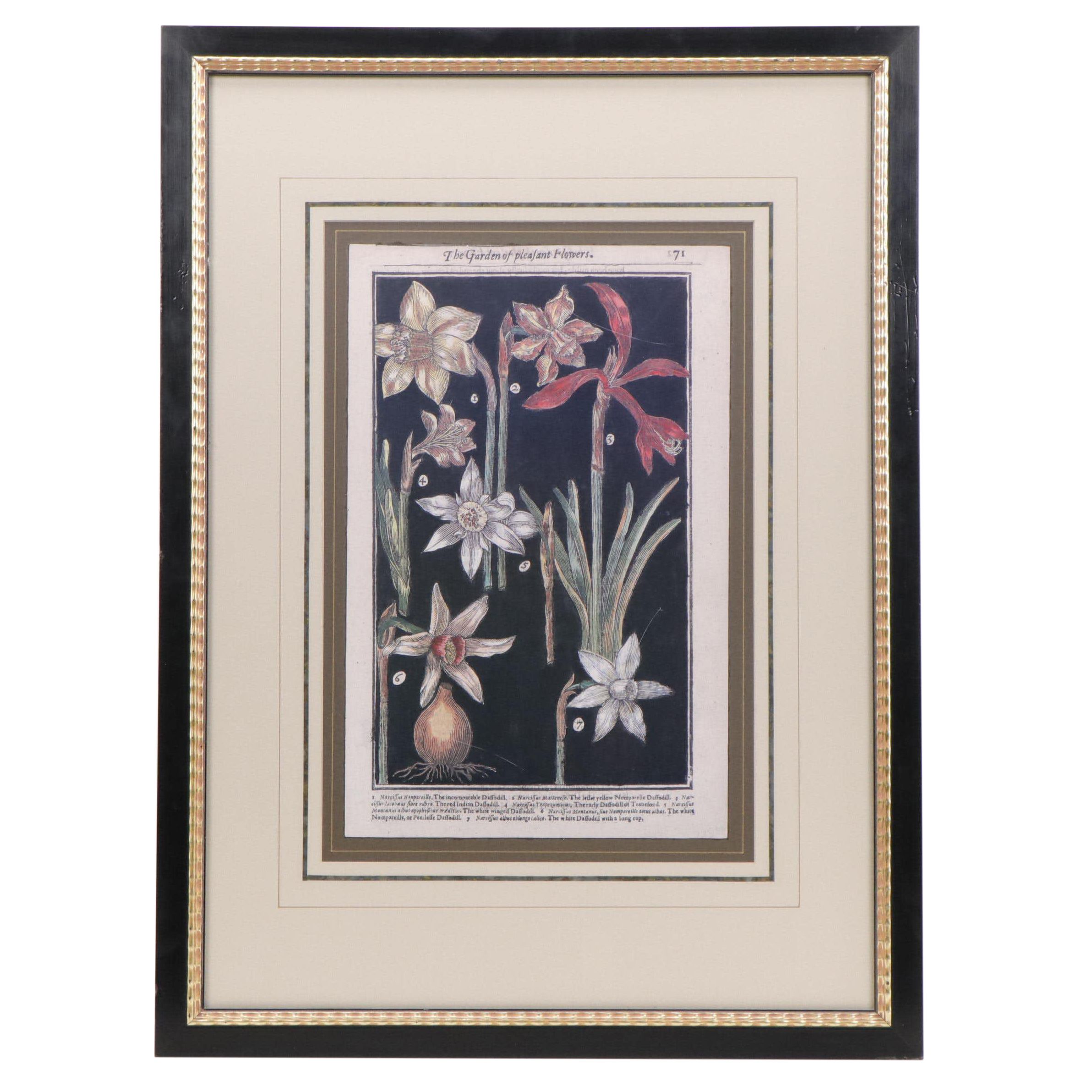 Botanical Offset Lithograph From "The Garden of Pleasant Flowers"