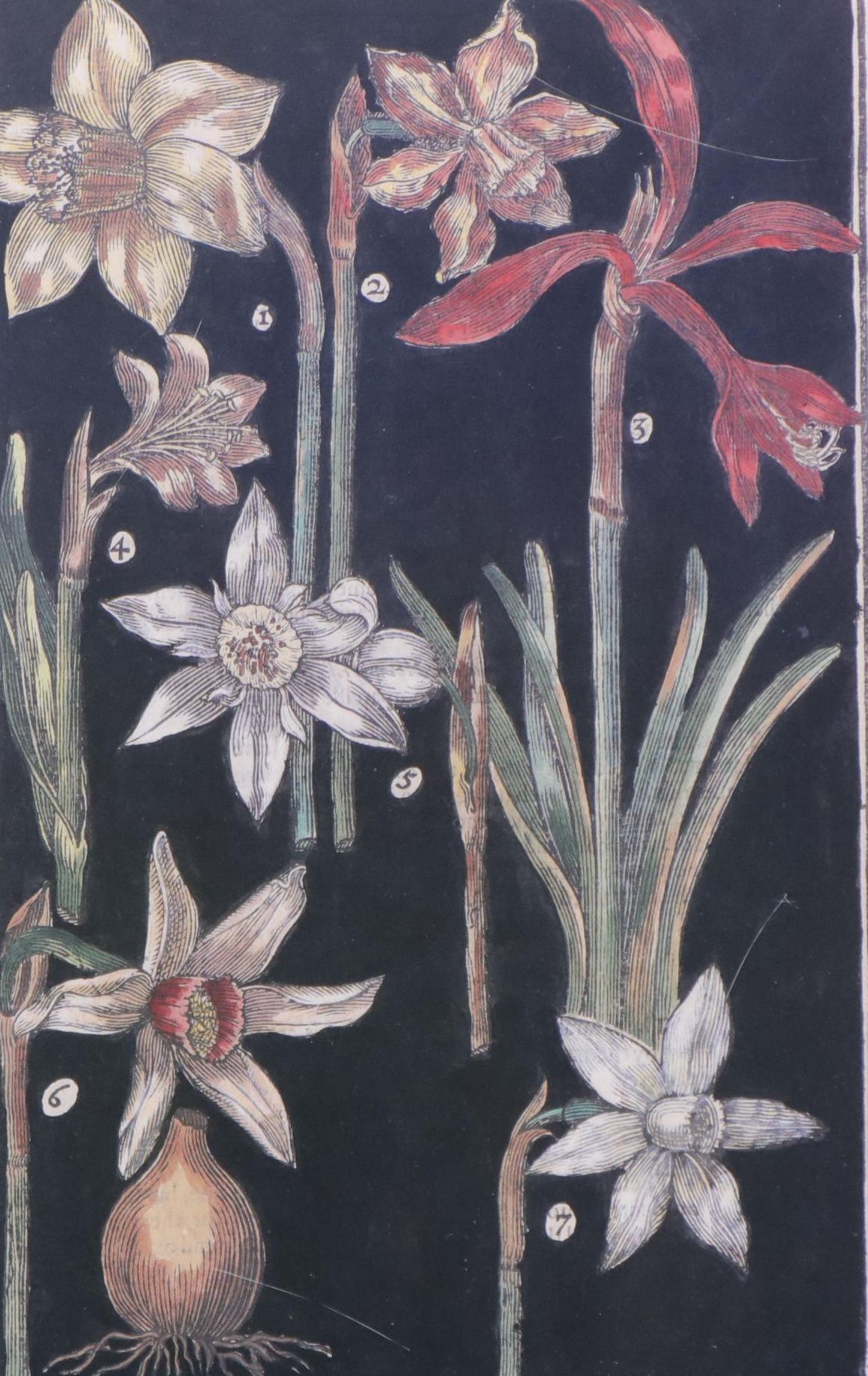 Botanical Offset Lithograph From "The Garden of Pleasant Flowers"