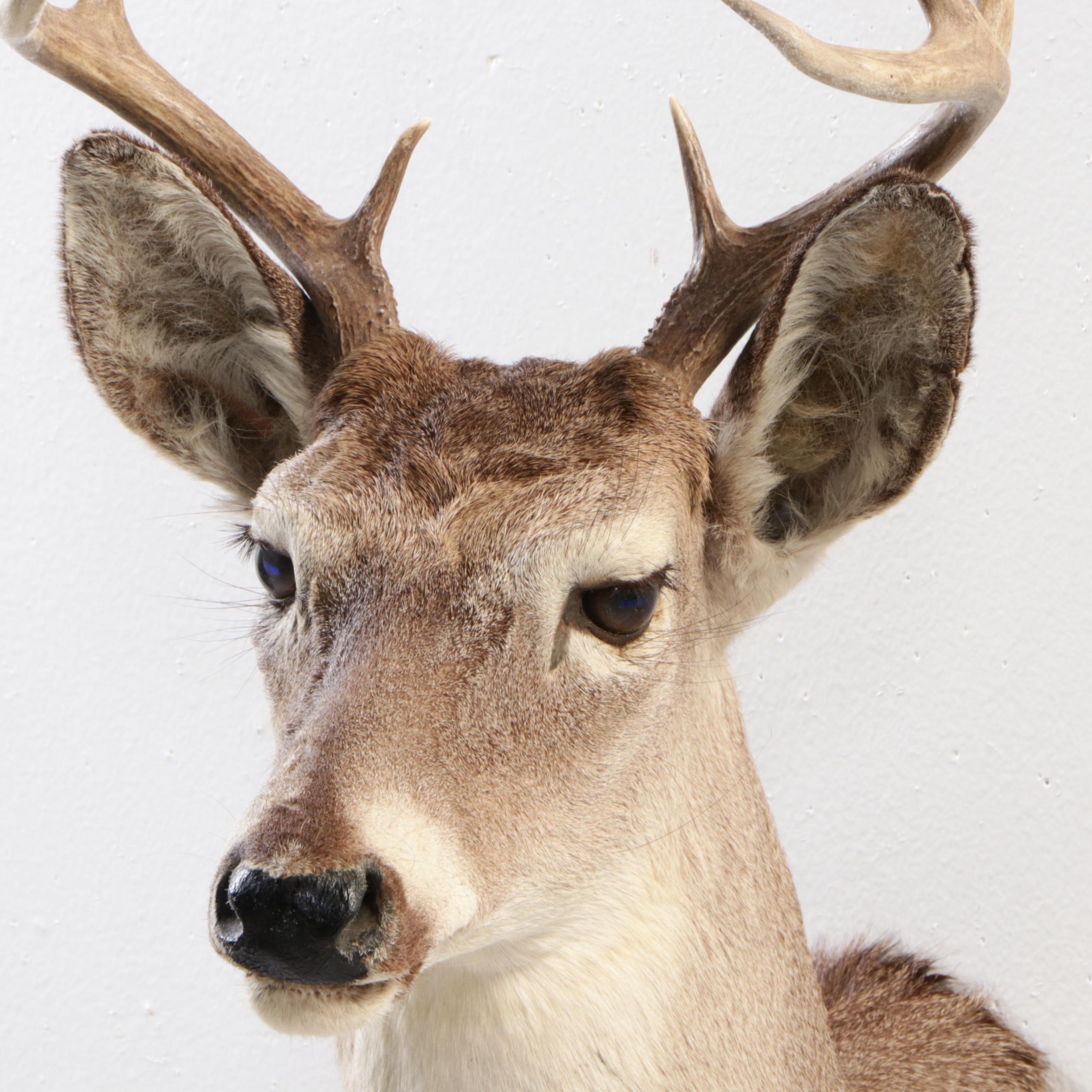 White-Tailed Deer Shoulder Mount