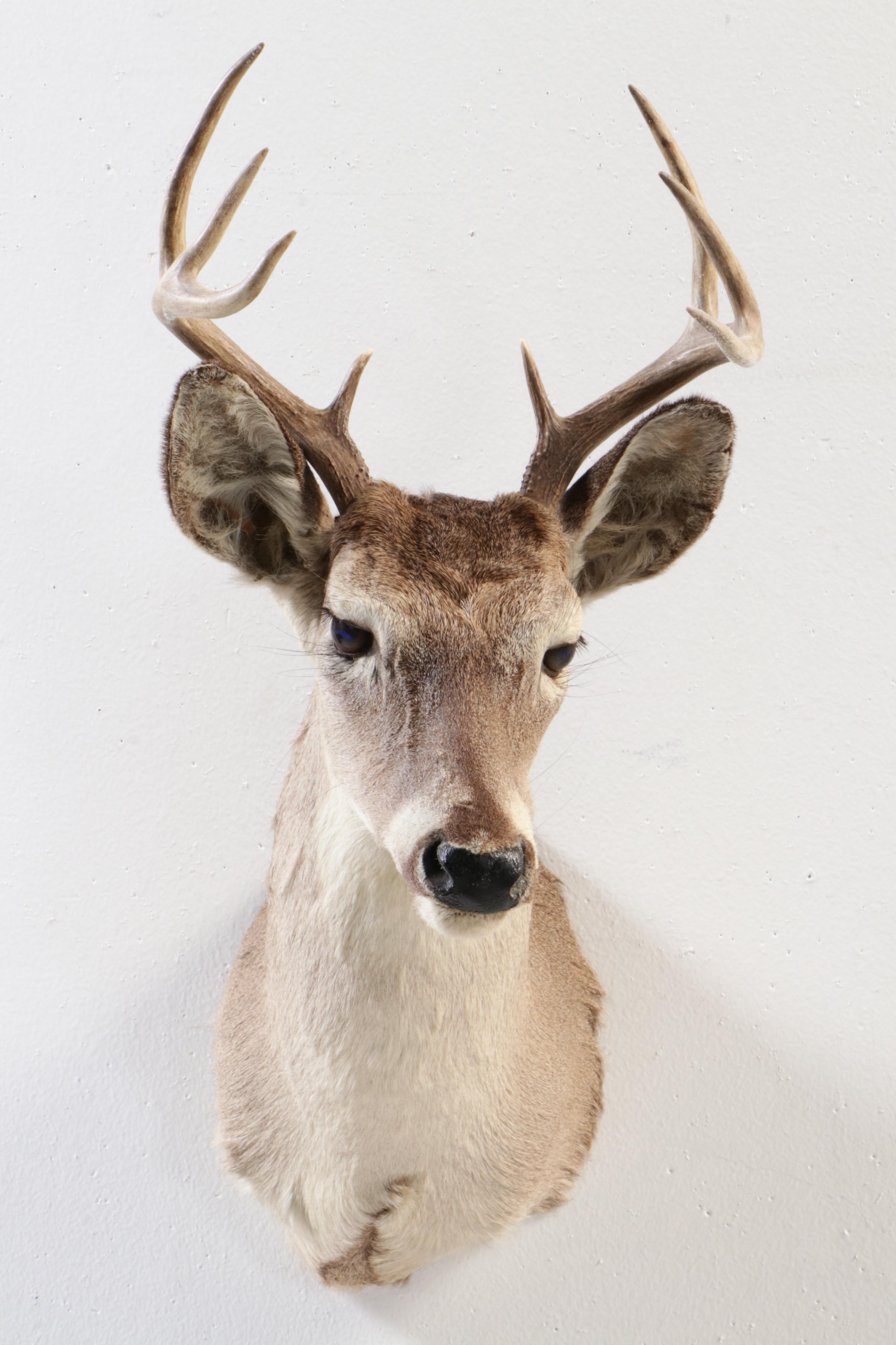 White-Tailed Deer Shoulder Mount