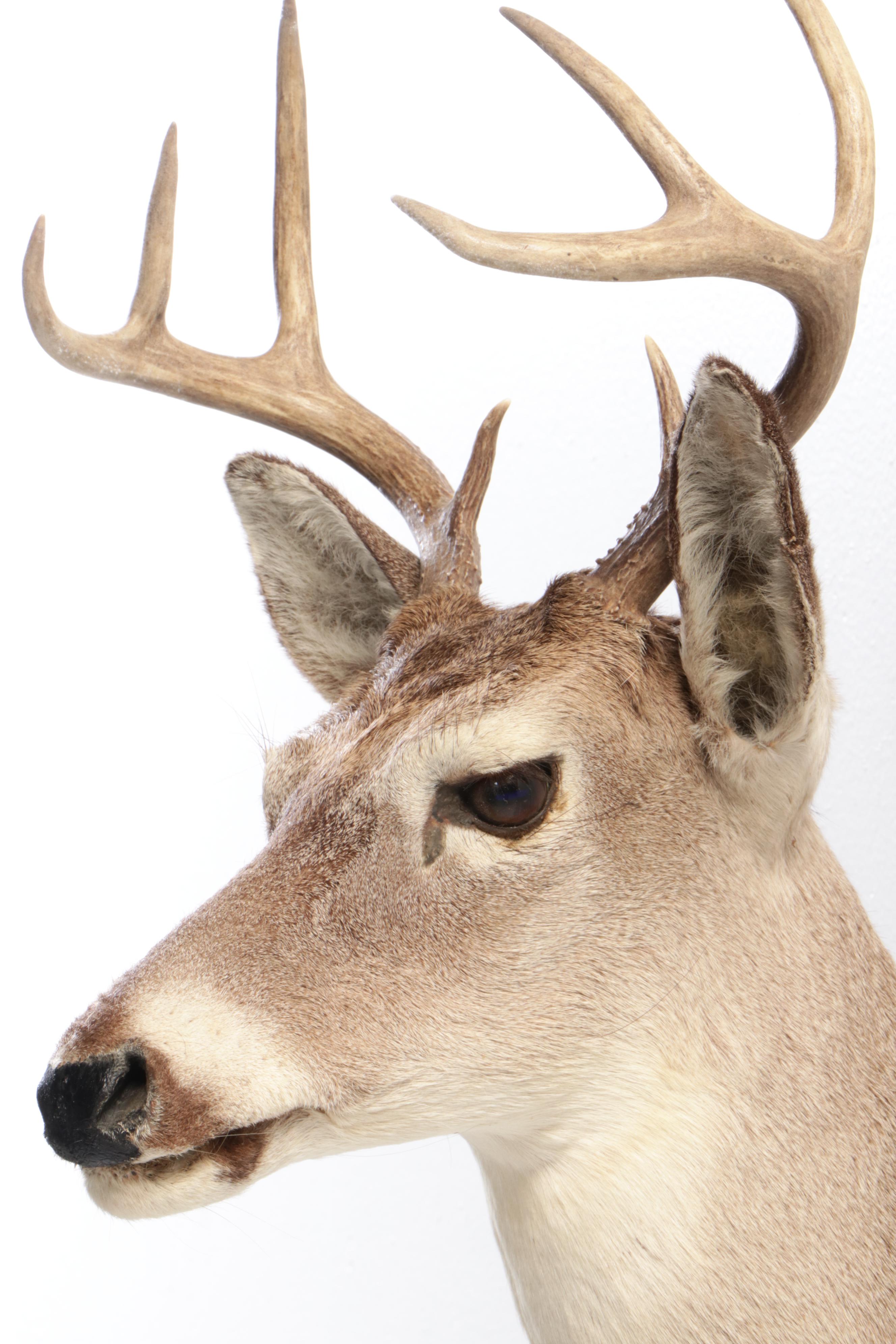 White-Tailed Deer Shoulder Mount