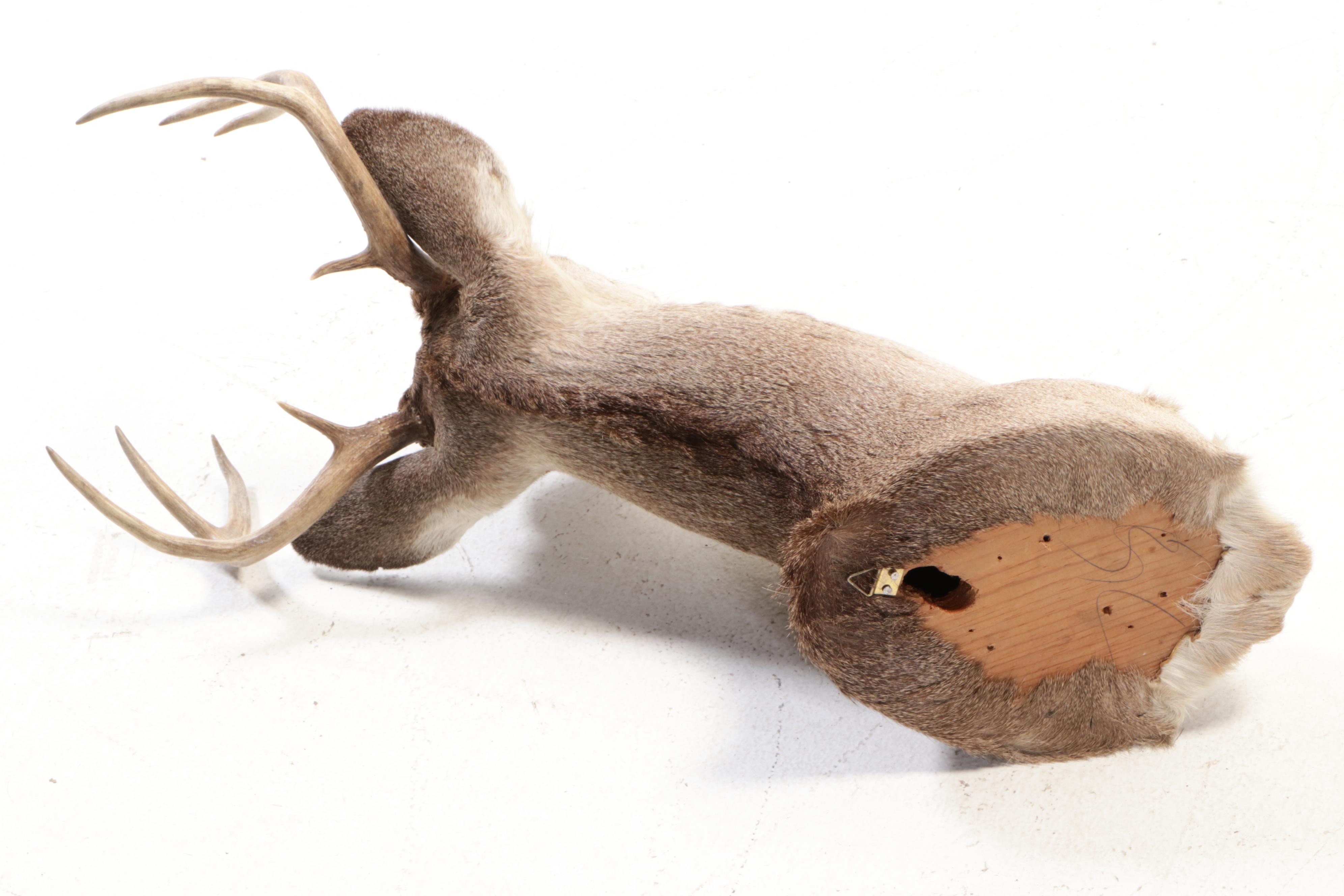 White-Tailed Deer Shoulder Mount