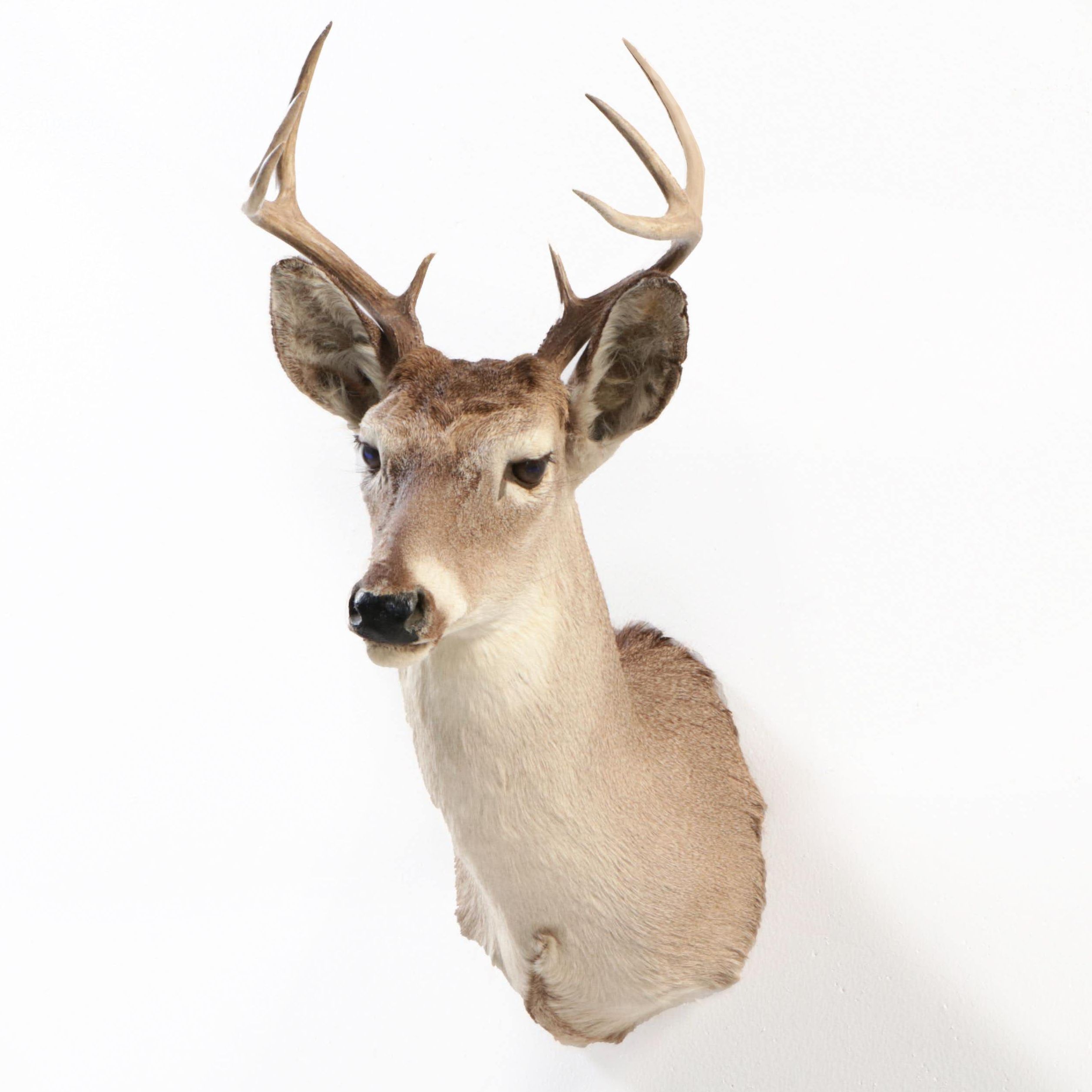 White-Tailed Deer Shoulder Mount