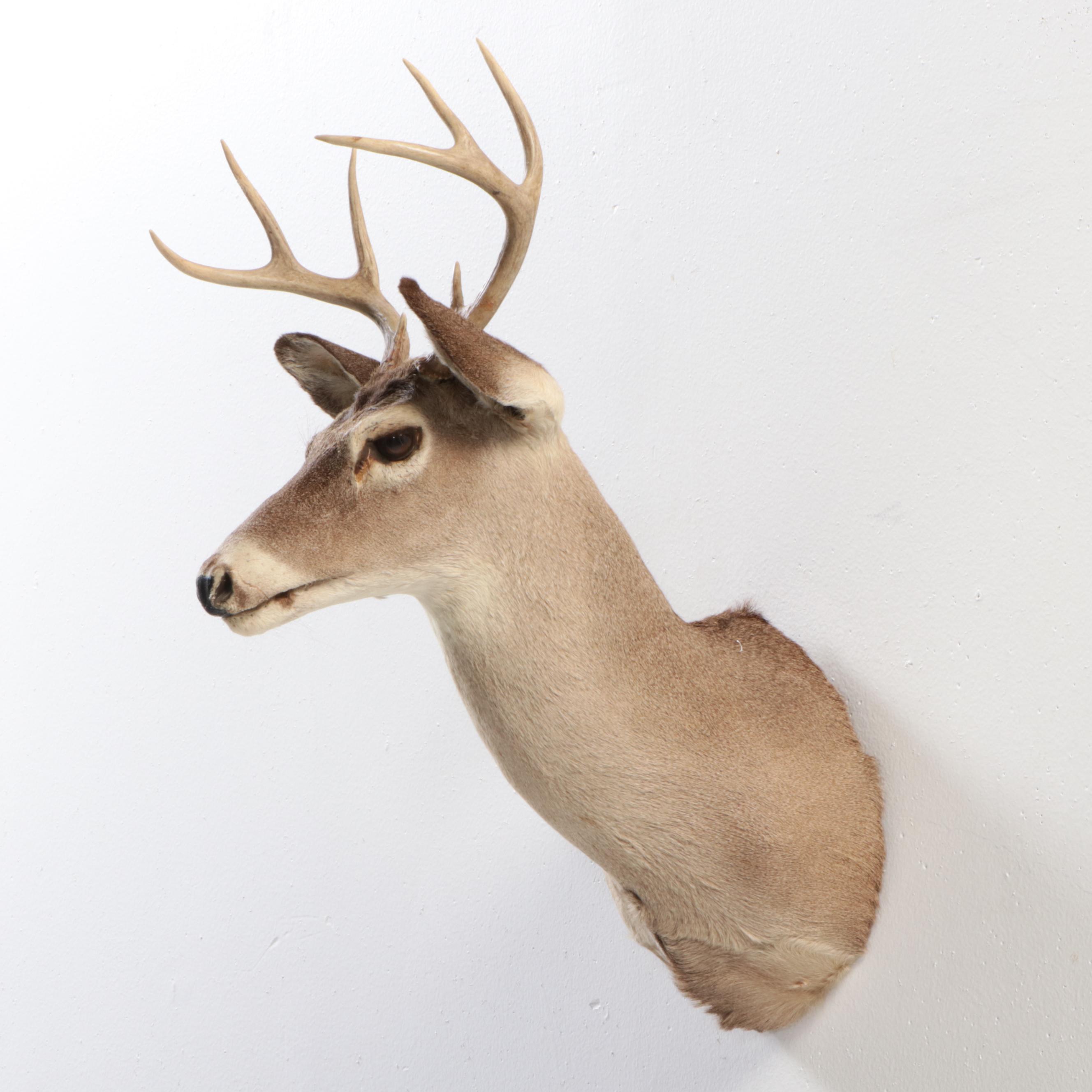 Taxidermy White-Tailed Deer Eight Point Shoulder Mount