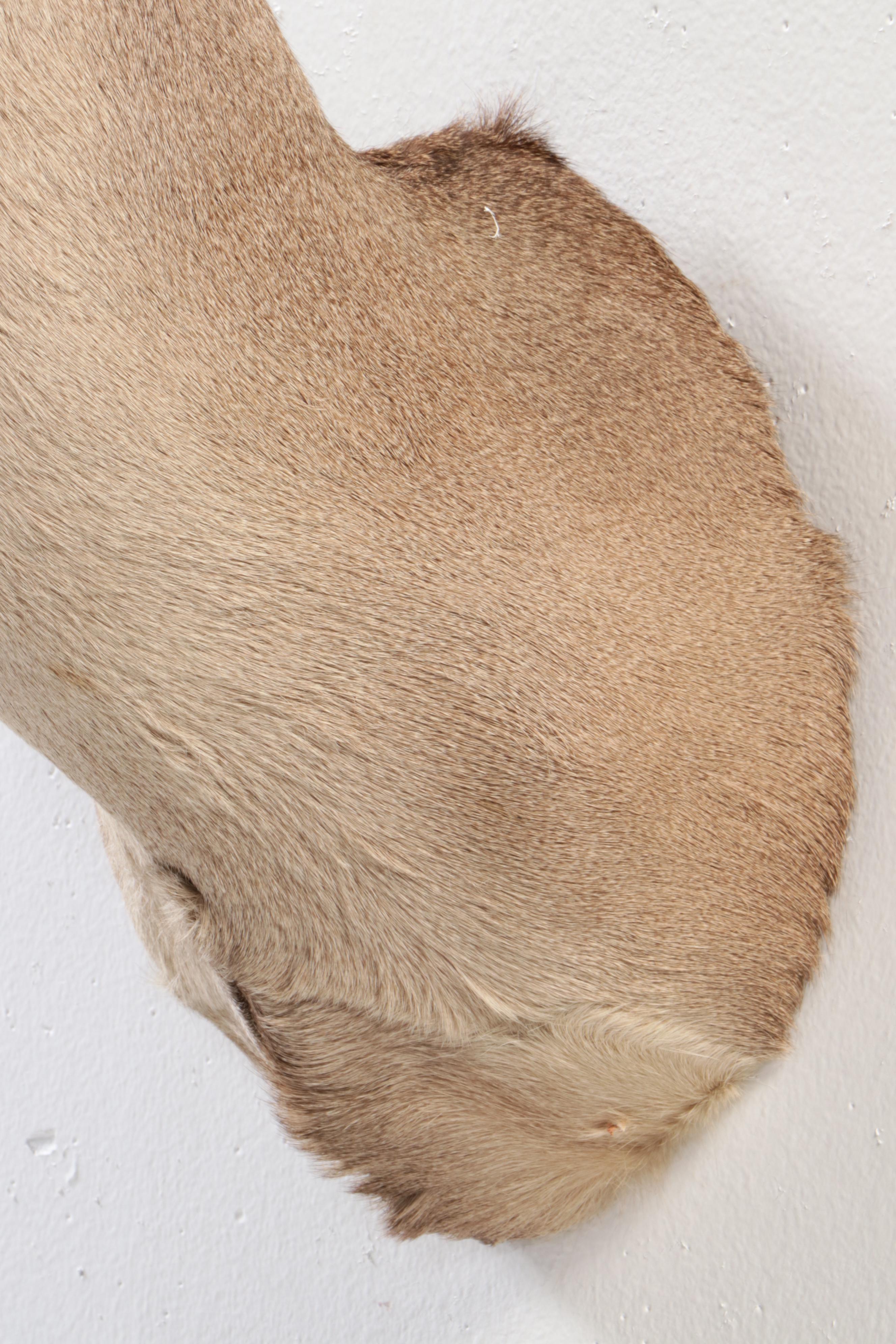 Taxidermy White-Tailed Deer Eight Point Shoulder Mount