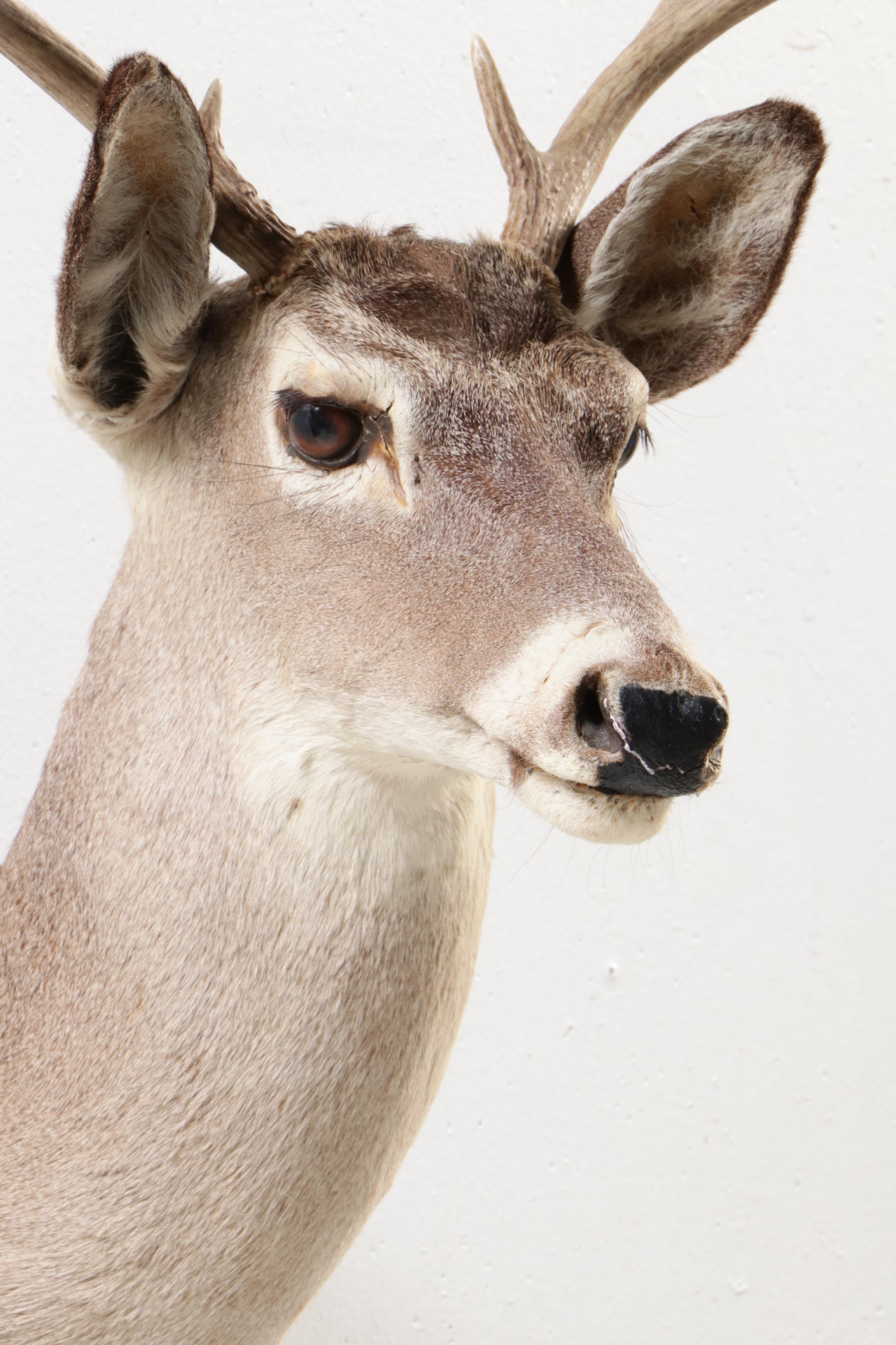 Taxidermy White-Tailed Deer Eight Point Shoulder Mount