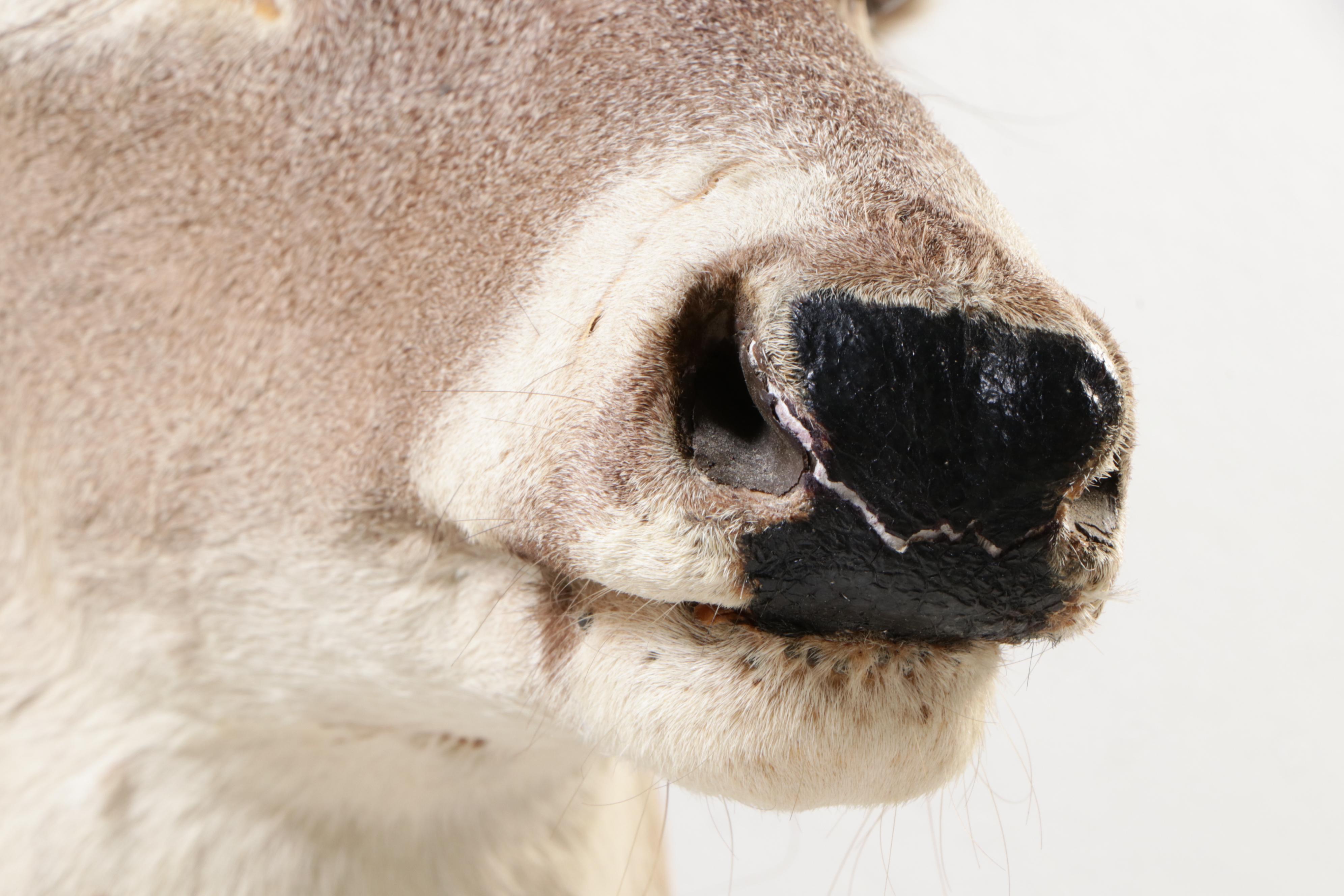 Taxidermy White-Tailed Deer Eight Point Shoulder Mount