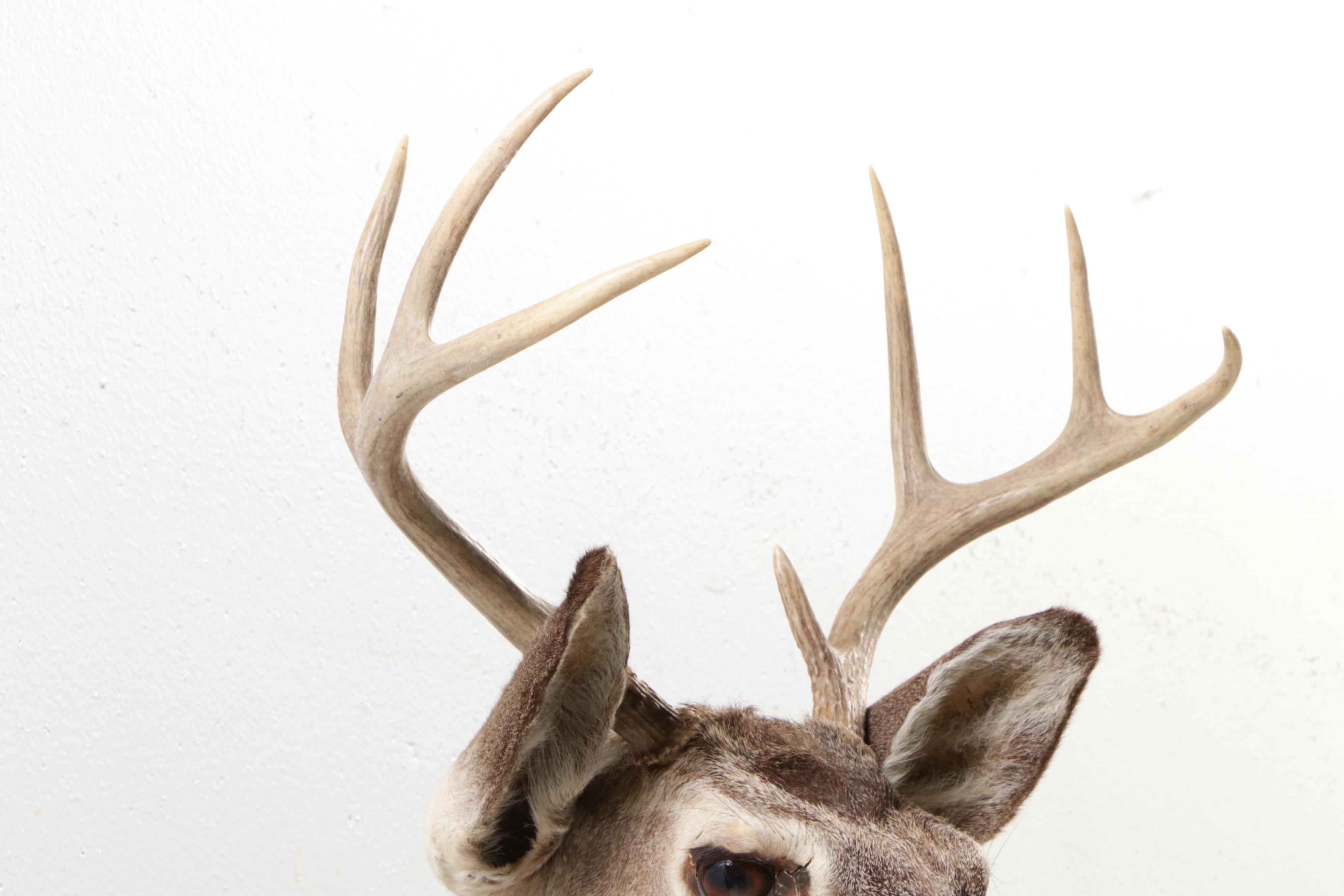 Taxidermy White-Tailed Deer Eight Point Shoulder Mount