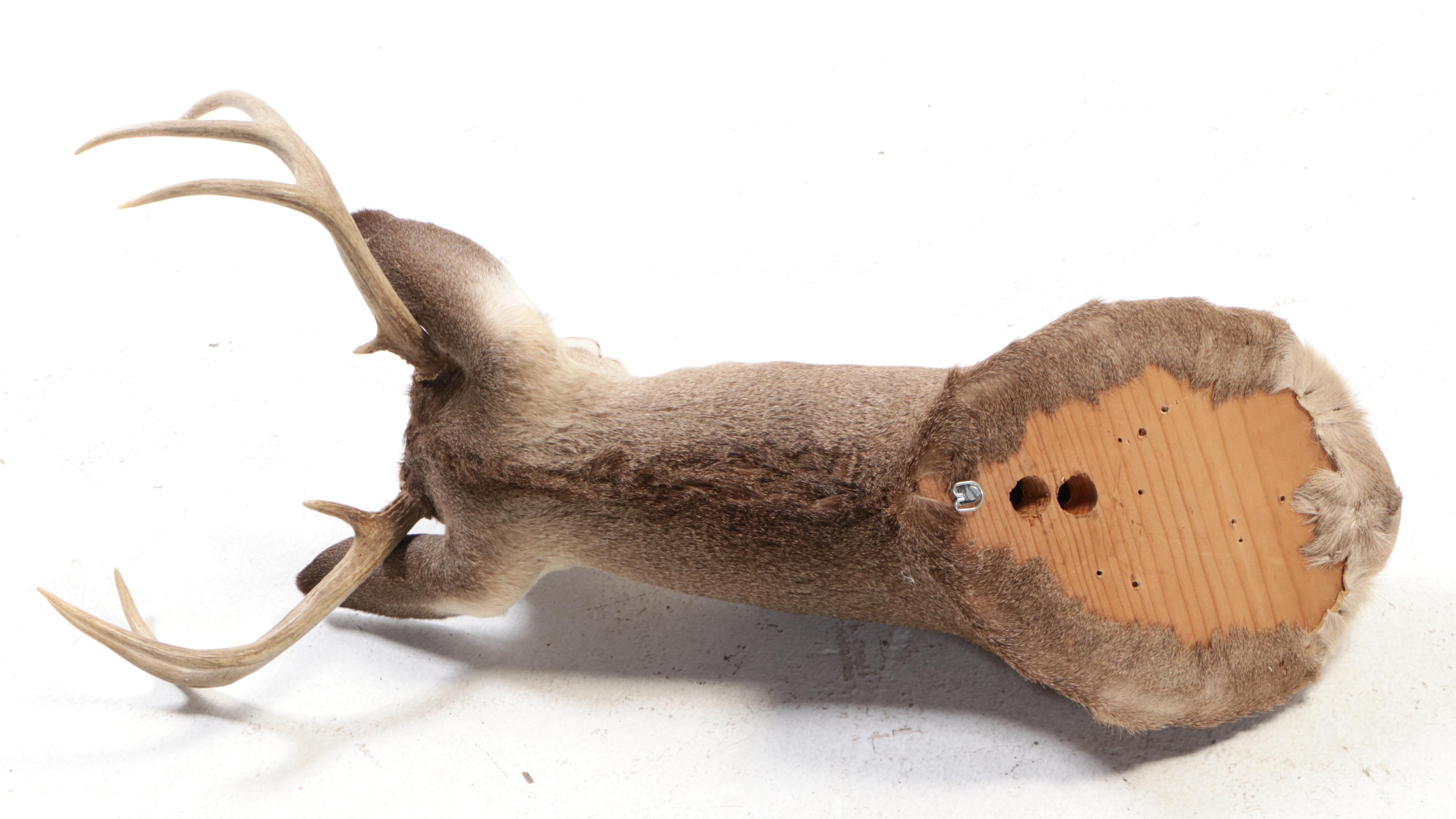 Taxidermy White-Tailed Deer Eight Point Shoulder Mount