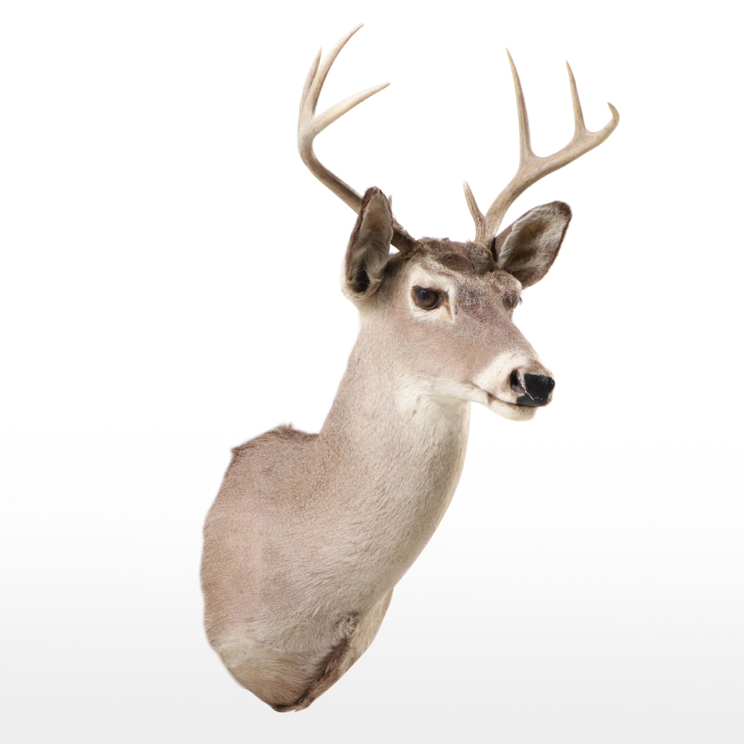 Taxidermy White-Tailed Deer Eight Point Shoulder Mount